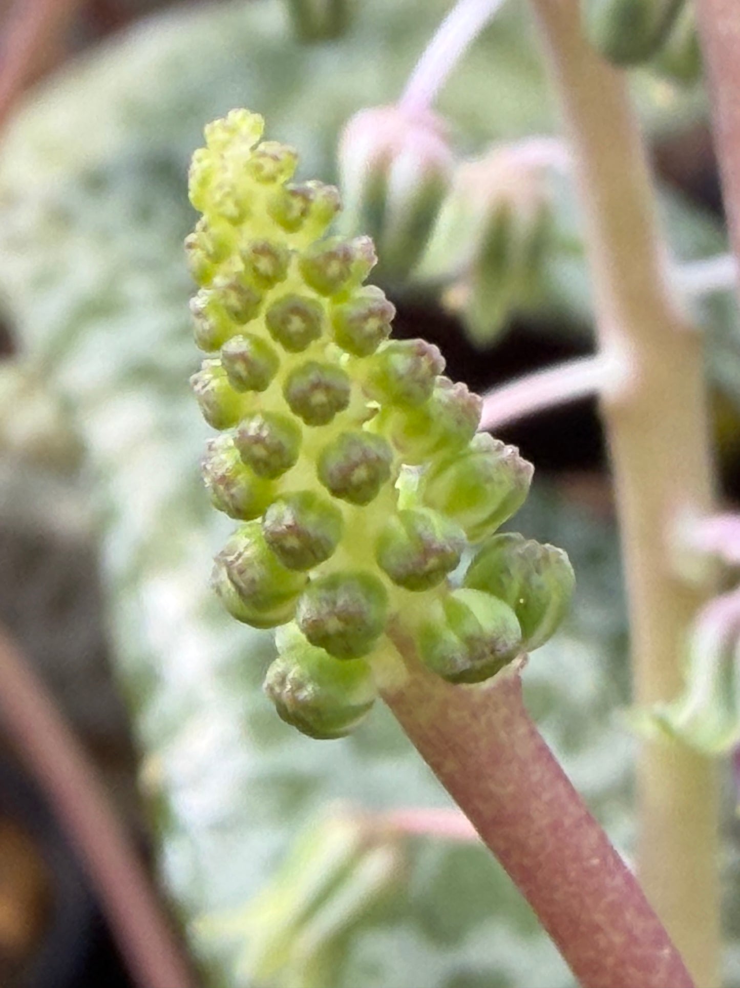 Silver Squill- Ledebouria socialis - Live Plant! Ships in 3.5 Inch Pot Shown!