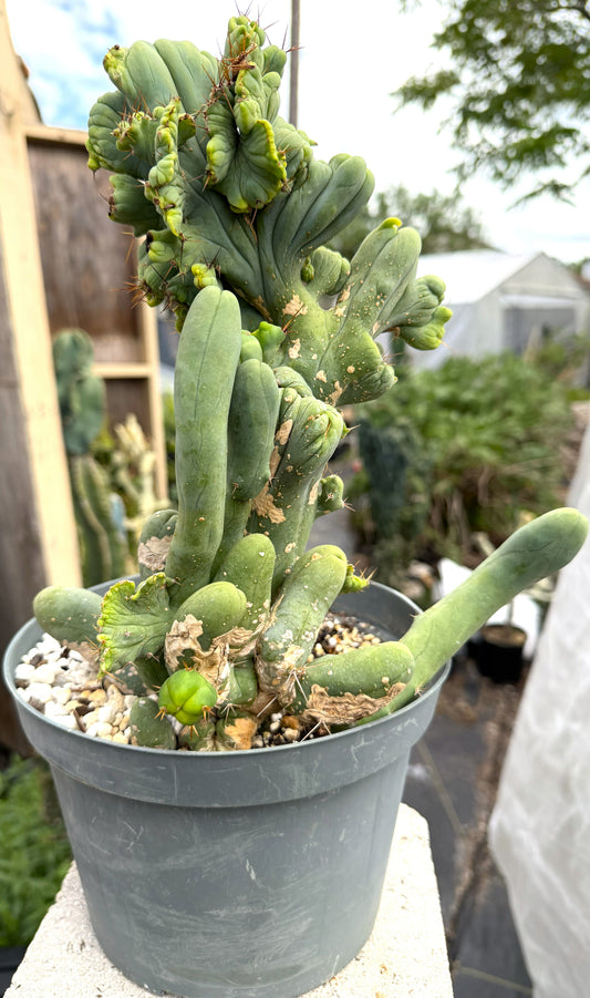 Crested Monstrose Pen 15 Cactus HUGE in 8 Inch Pot- Weird Cactus Art! Rare!