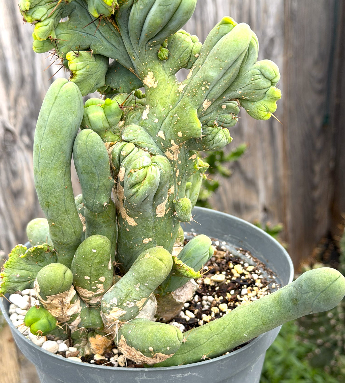 Crested Monstrose Trichocereus Bridgesii Penis Cactus XL in 8" Pot- Weird & Rare!