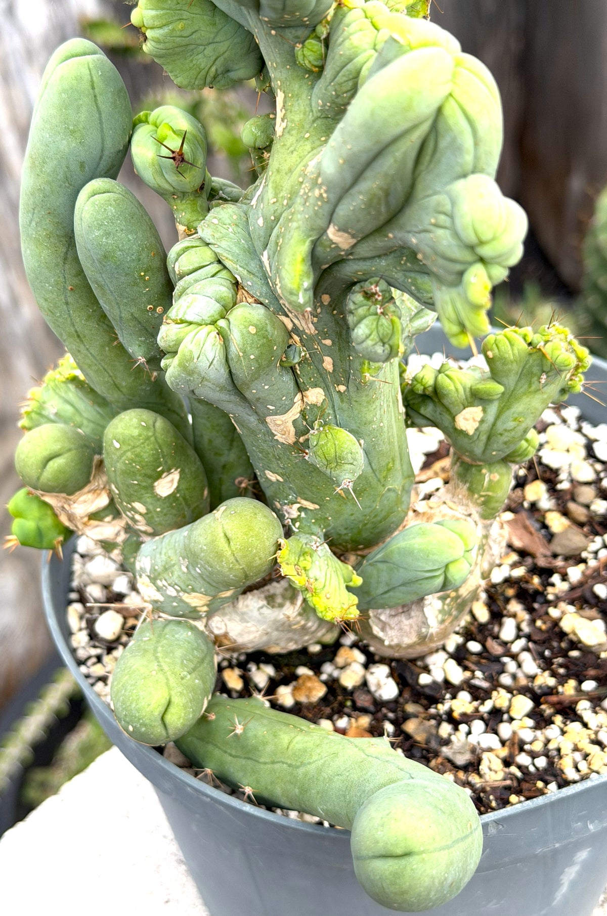 Crested Monstrose Trichocereus Bridgesii Penis Cactus XL in 8" Pot- Weird & Rare!