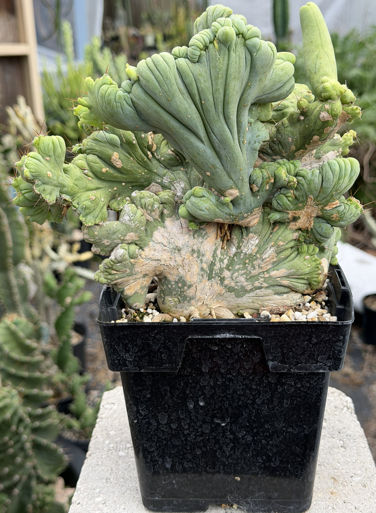 Crested Monstrose Trichocereus Bridgesii Penis Cactus XL in 5.5" Pot- Weird & Rare!