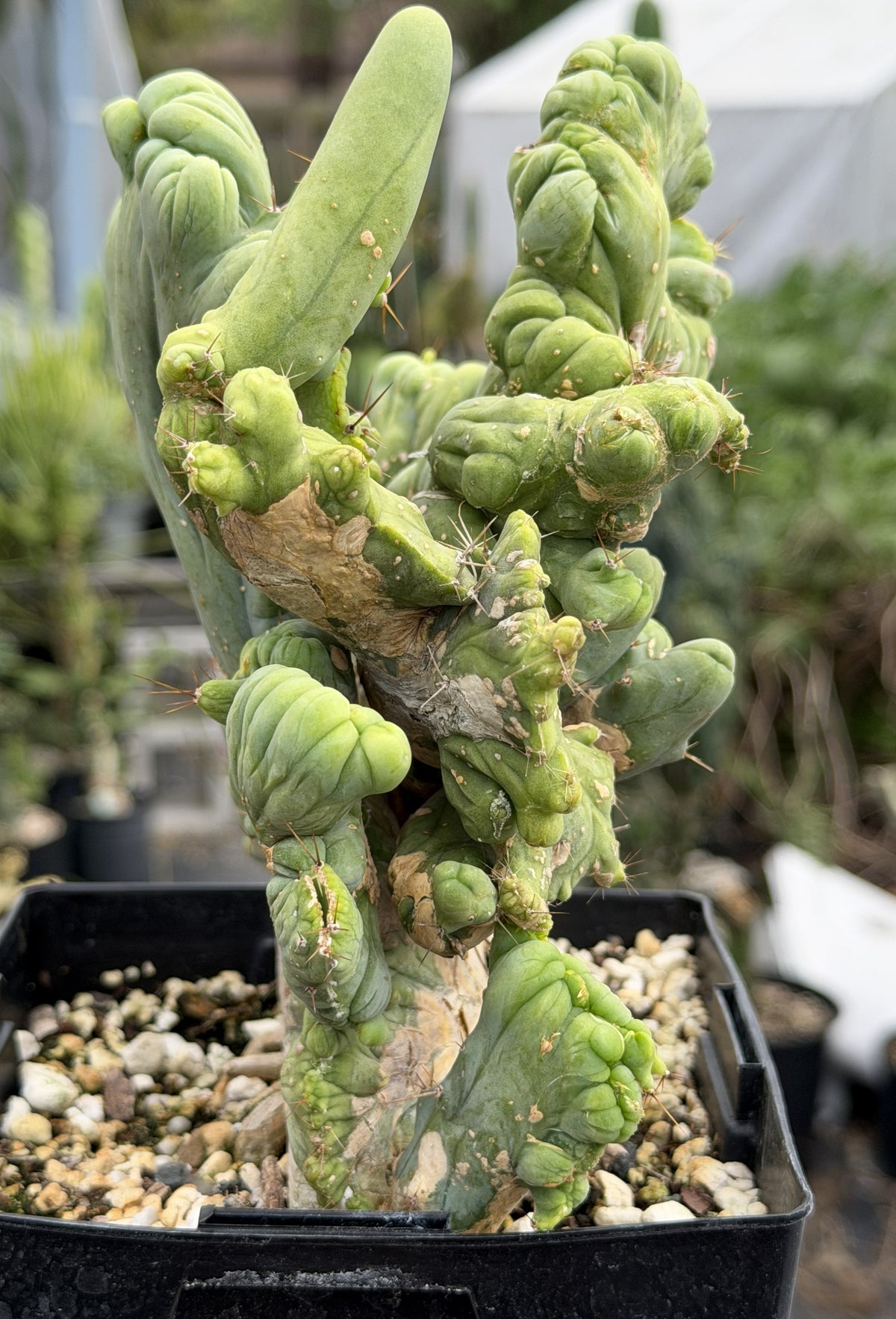 Crested Monstrose Trichocereus Bridgesii Penis Cactus XL in 5.5" Pot- Weird & Rare!