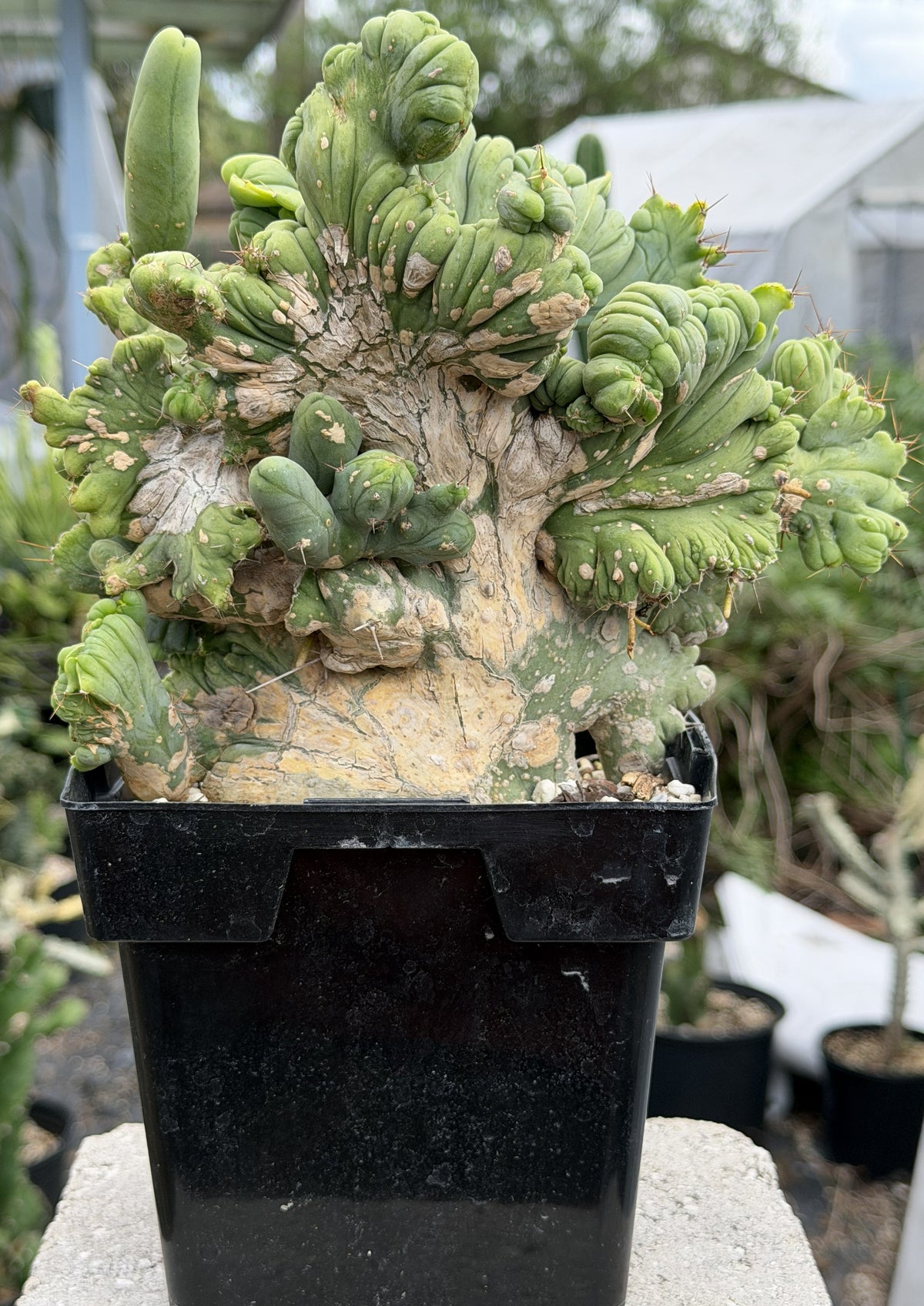Crested Monstrose Trichocereus Bridgesii Penis Cactus XL in 5.5" Pot- Weird & Rare!