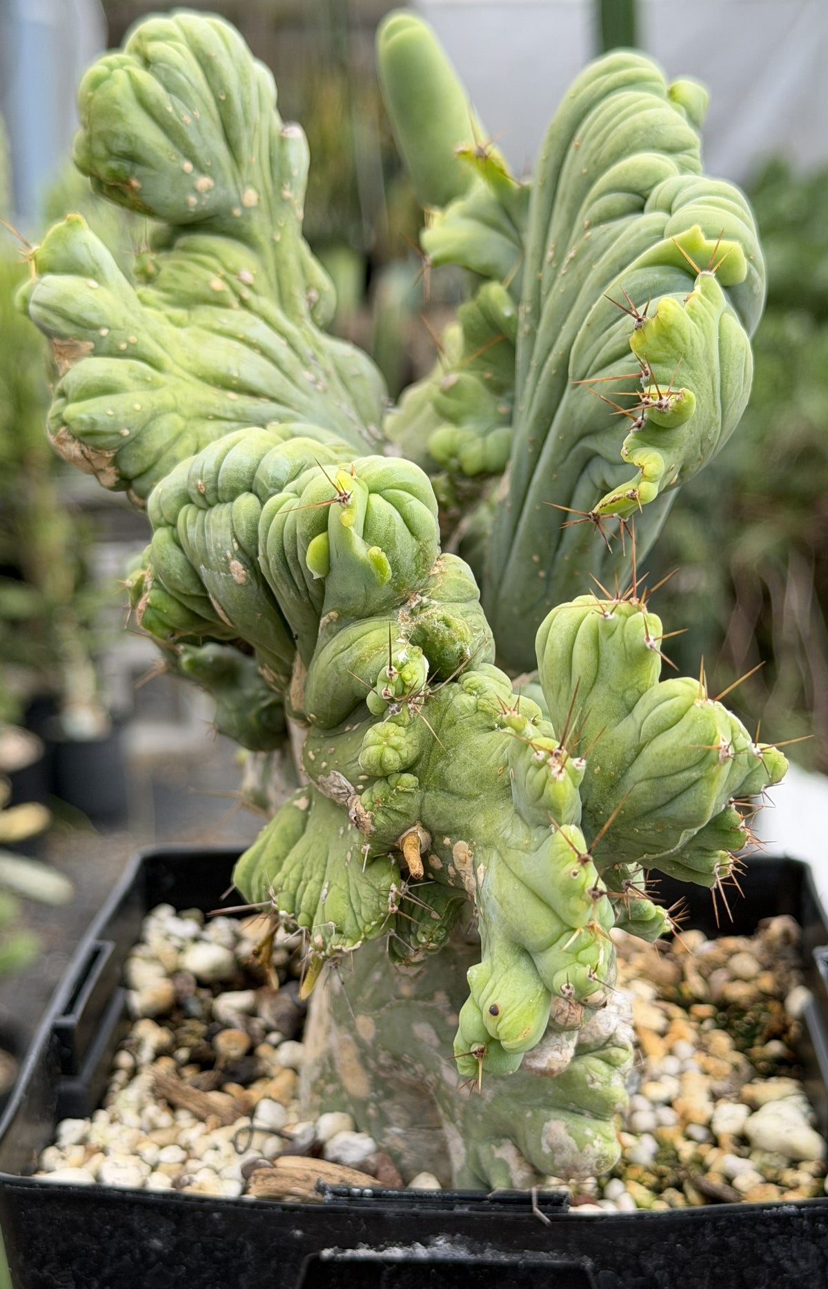 Crested Monstrose Trichocereus Bridgesii Penis Cactus XL in 5.5" Pot- Weird & Rare!