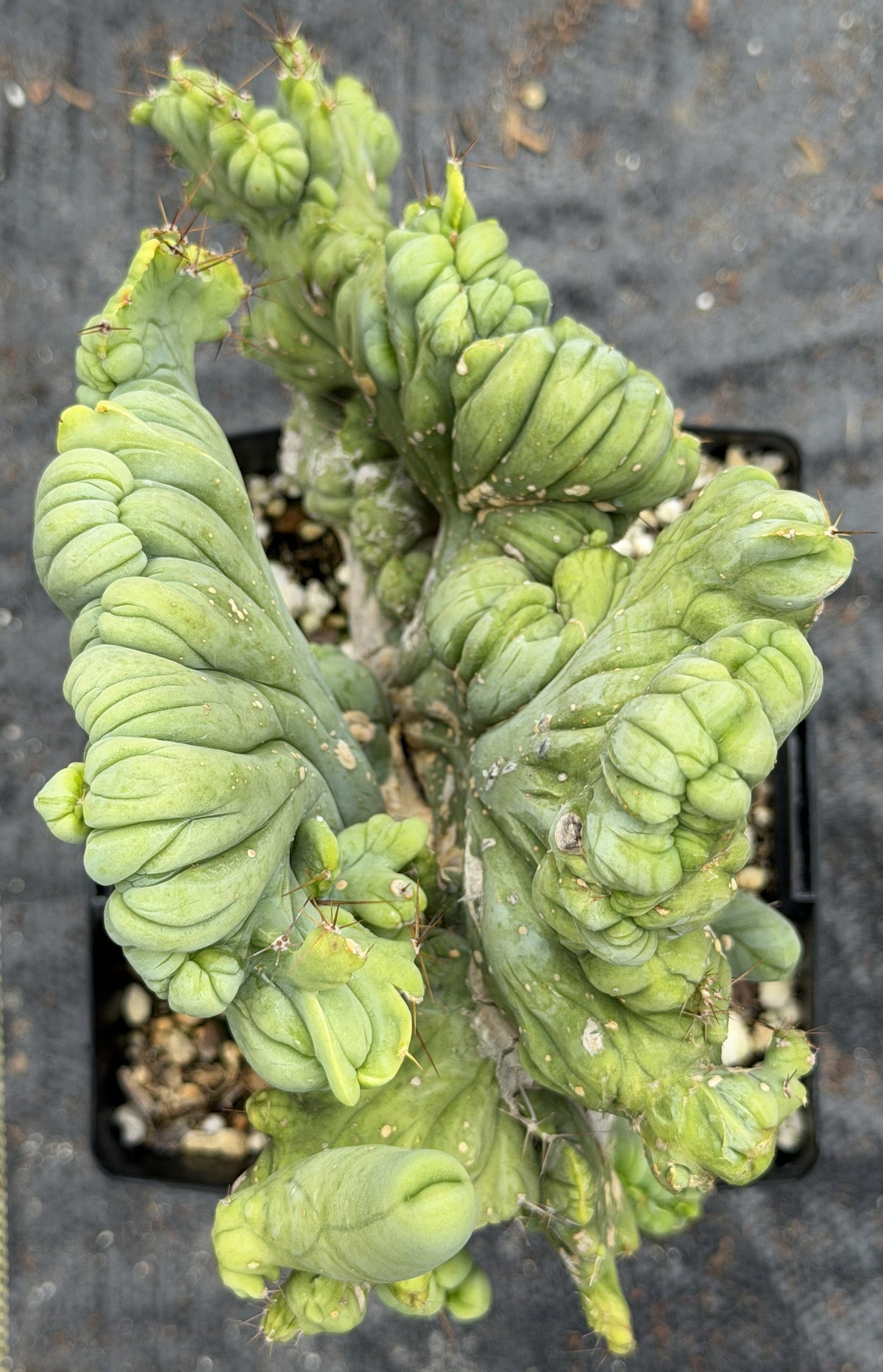 Crested Monstrose Trichocereus Bridgesii Penis Cactus XL in 5.5" Pot- Weird & Rare!