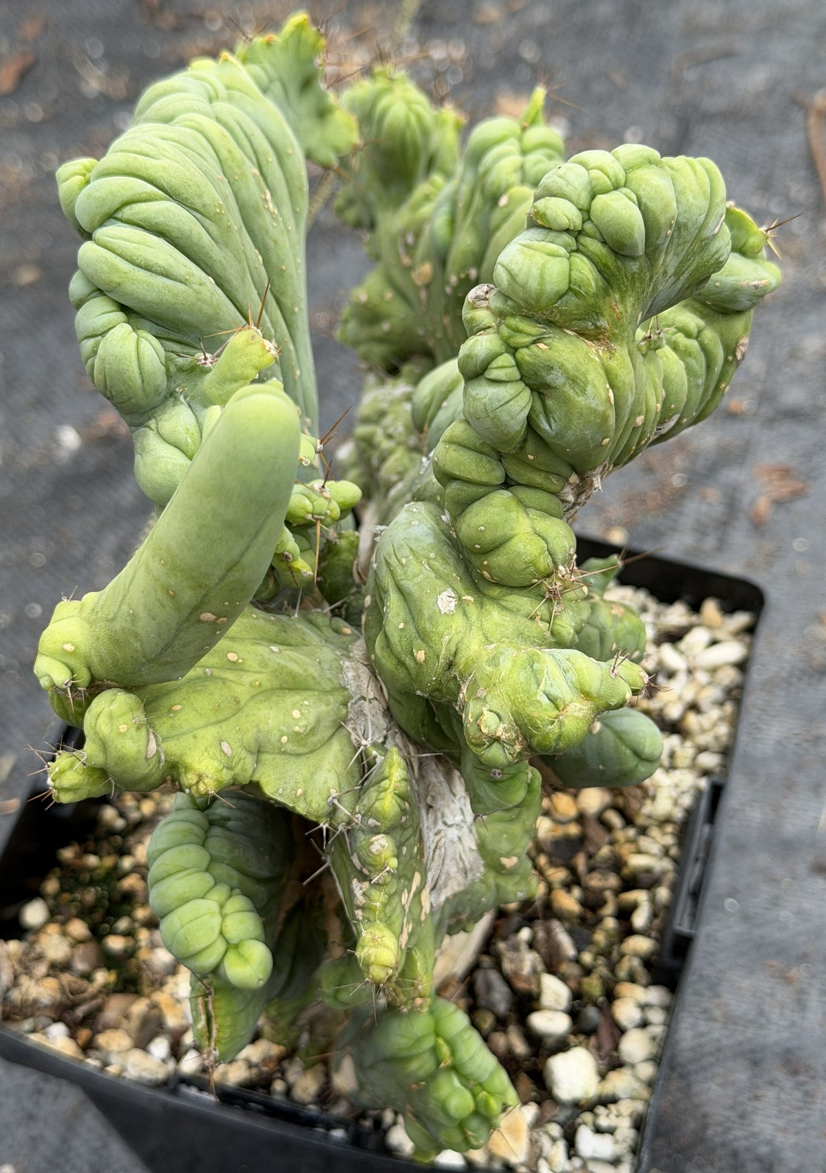 Crested Monstrose Trichocereus Bridgesii Penis Cactus XL in 5.5" Pot- Weird & Rare!