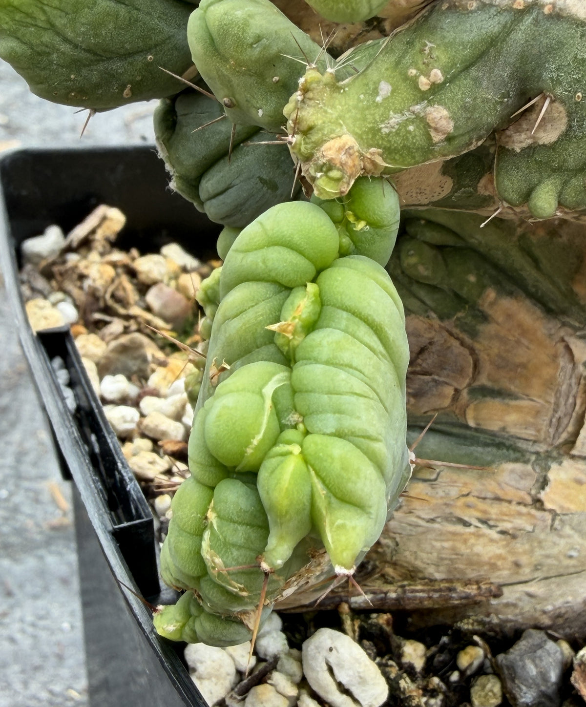 Crested Monstrose Trichocereus Bridgesii Penis Cactus XL in 5.5" Pot- Weird & Rare!