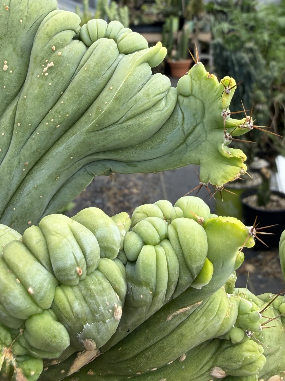 Crested Monstrose Trichocereus Bridgesii Penis Cactus XL in 5.5" Pot- Weird & Rare!