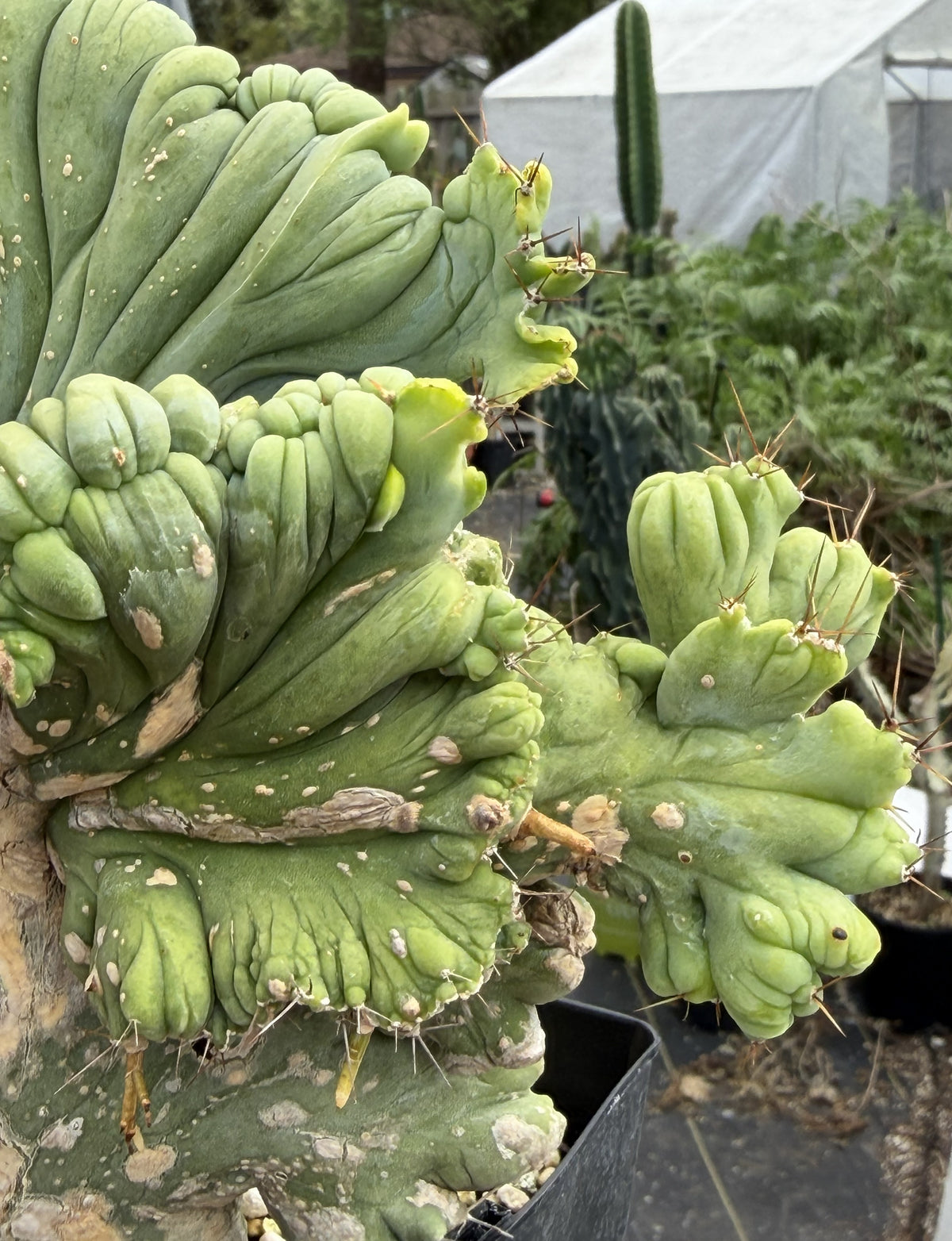 Crested Monstrose Trichocereus Bridgesii Penis Cactus XL in 5.5" Pot- Weird & Rare!