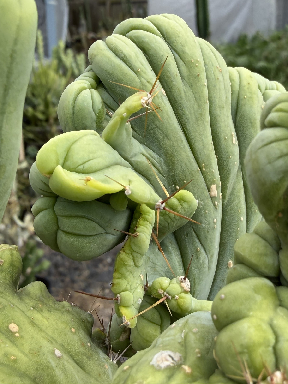 Crested Monstrose Trichocereus Bridgesii Penis Cactus XL in 5.5" Pot- Weird & Rare!