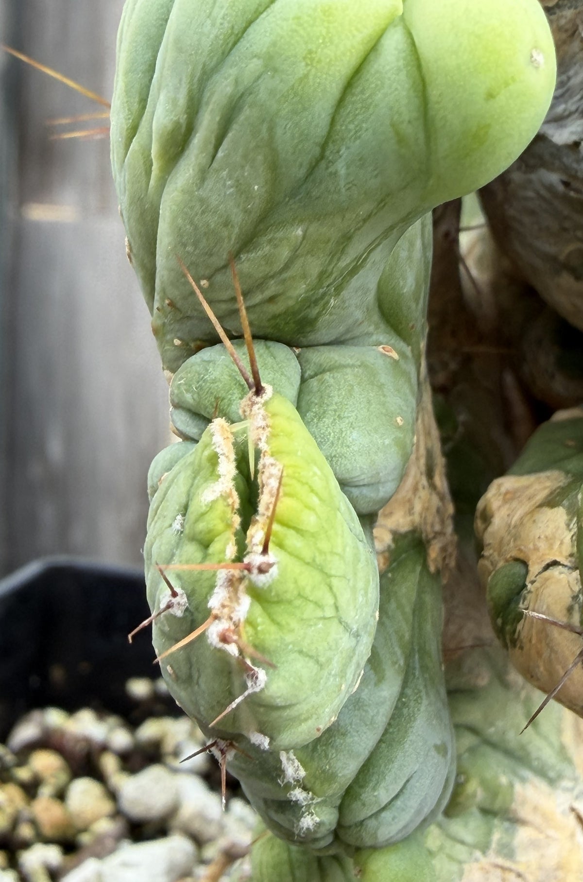 Crested Monstrose Trichocereus Bridgesii Penis Cactus XL in 5.5" Pot- Weird & Rare!
