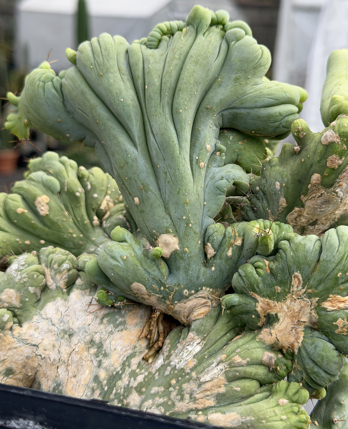 Crested Monstrose Trichocereus Bridgesii Penis Cactus XL in 5.5" Pot- Weird & Rare!