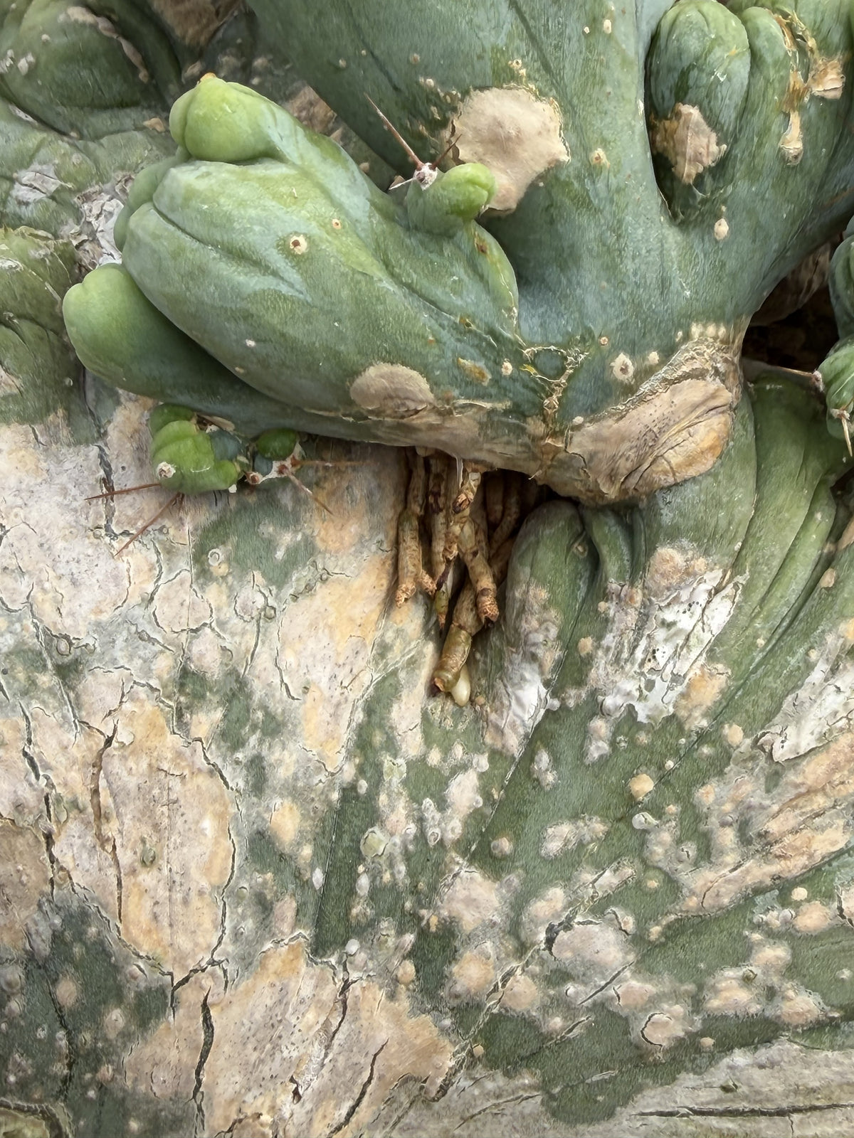 Crested Monstrose Trichocereus Bridgesii Penis Cactus XL in 5.5" Pot- Weird & Rare!
