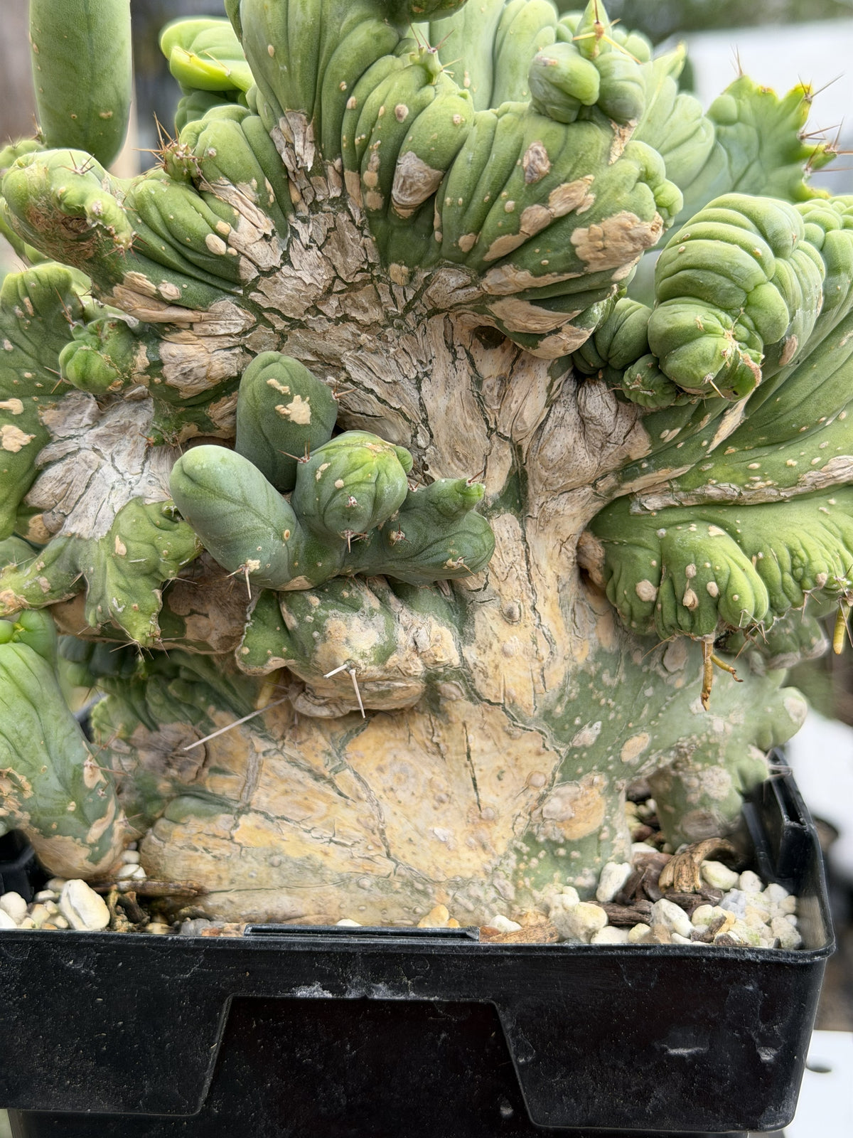 Crested Monstrose Trichocereus Bridgesii Penis Cactus XL in 5.5" Pot- Weird & Rare!