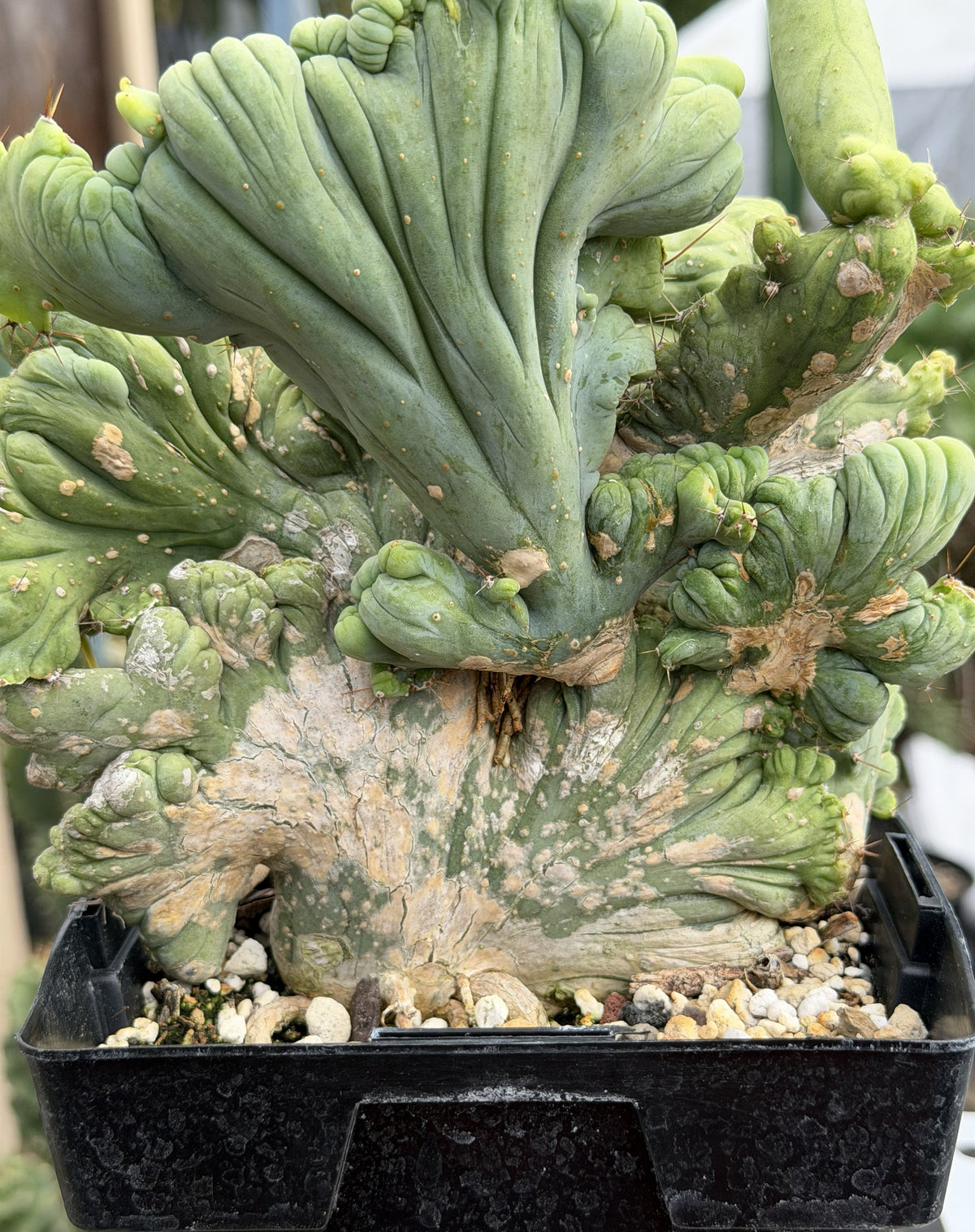 Crested Monstrose Trichocereus Bridgesii Penis Cactus XL in 5.5" Pot- Weird & Rare!