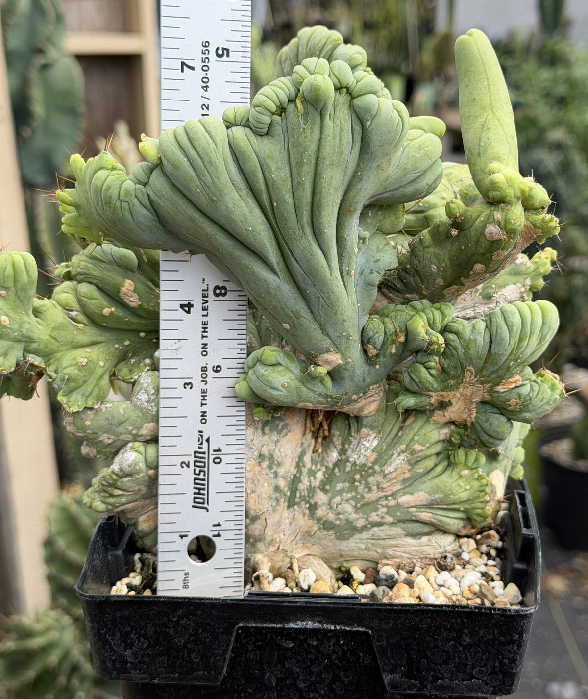 Crested Monstrose Trichocereus Bridgesii Penis Cactus XL in 5.5" Pot- Weird & Rare!