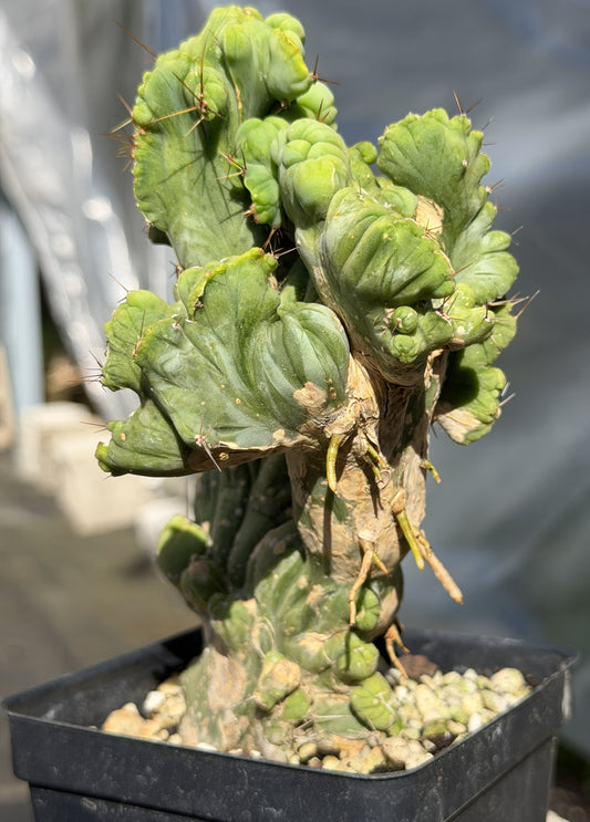 Crested Monstrose Pen 15 Cactus In 4.5 Inch Pot- Weird Cactus Art! Rare!