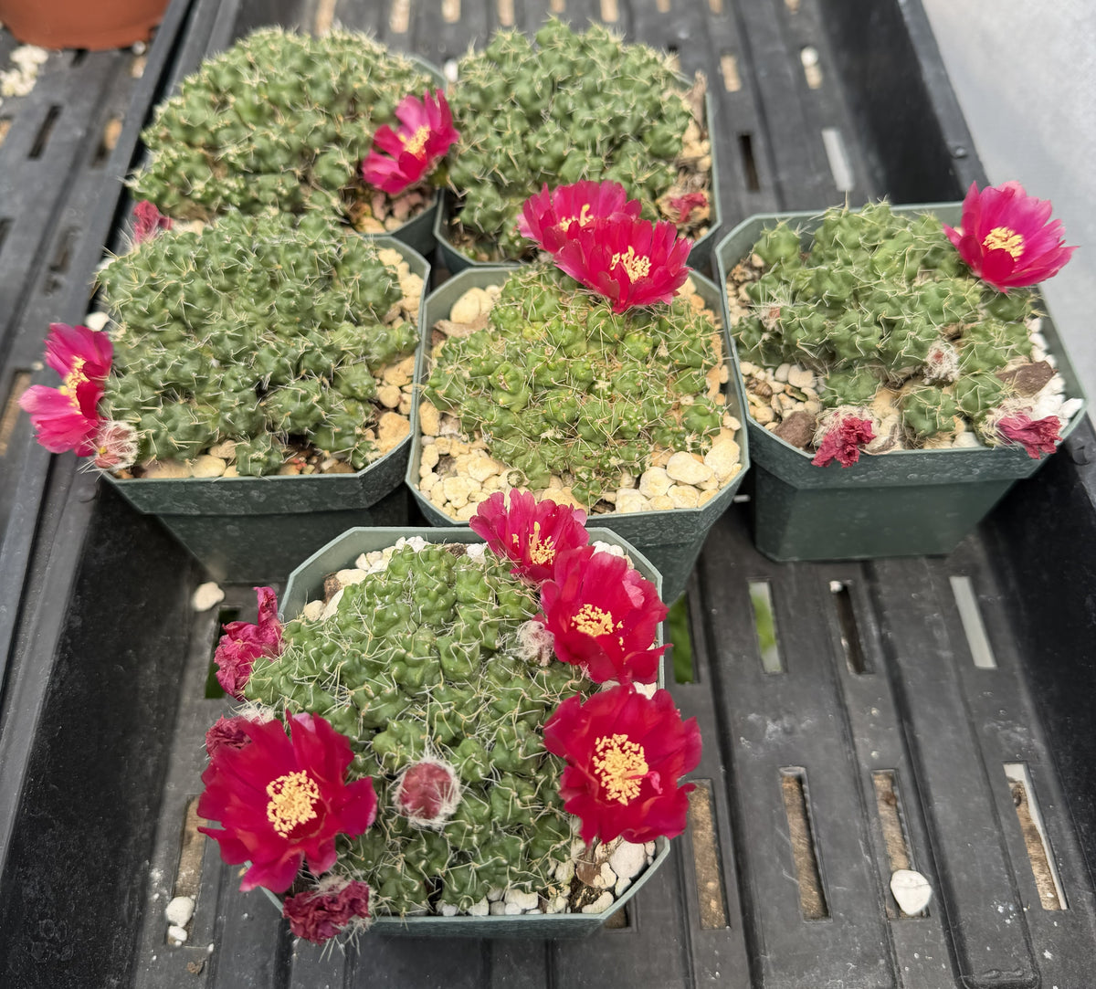 Puna Subterranea subs. pulcherrima 3.5" Pot-Maihueniopsis-RARE-Old Plant