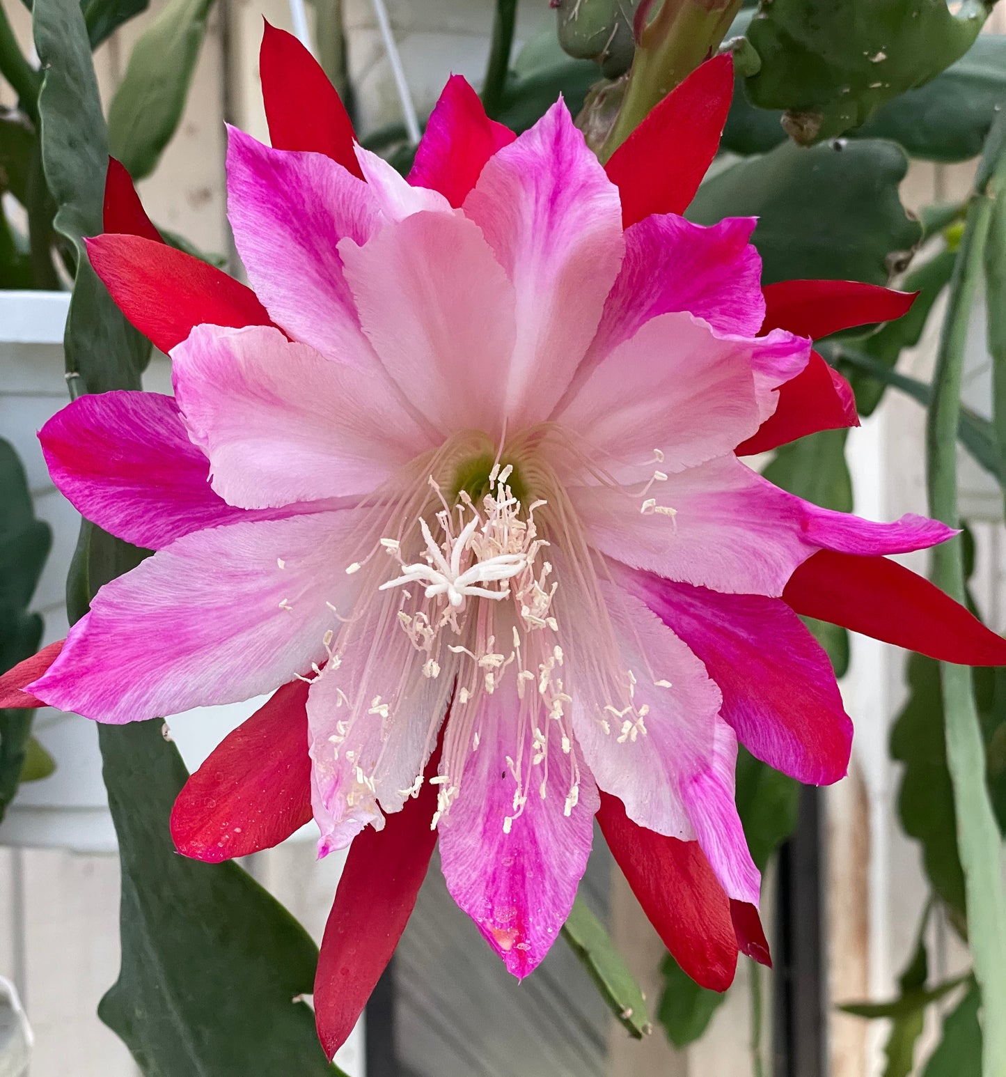 Epiphyllum Hybrid 'Wild Thing' In 3" Starter Pot - Fully - Rooted