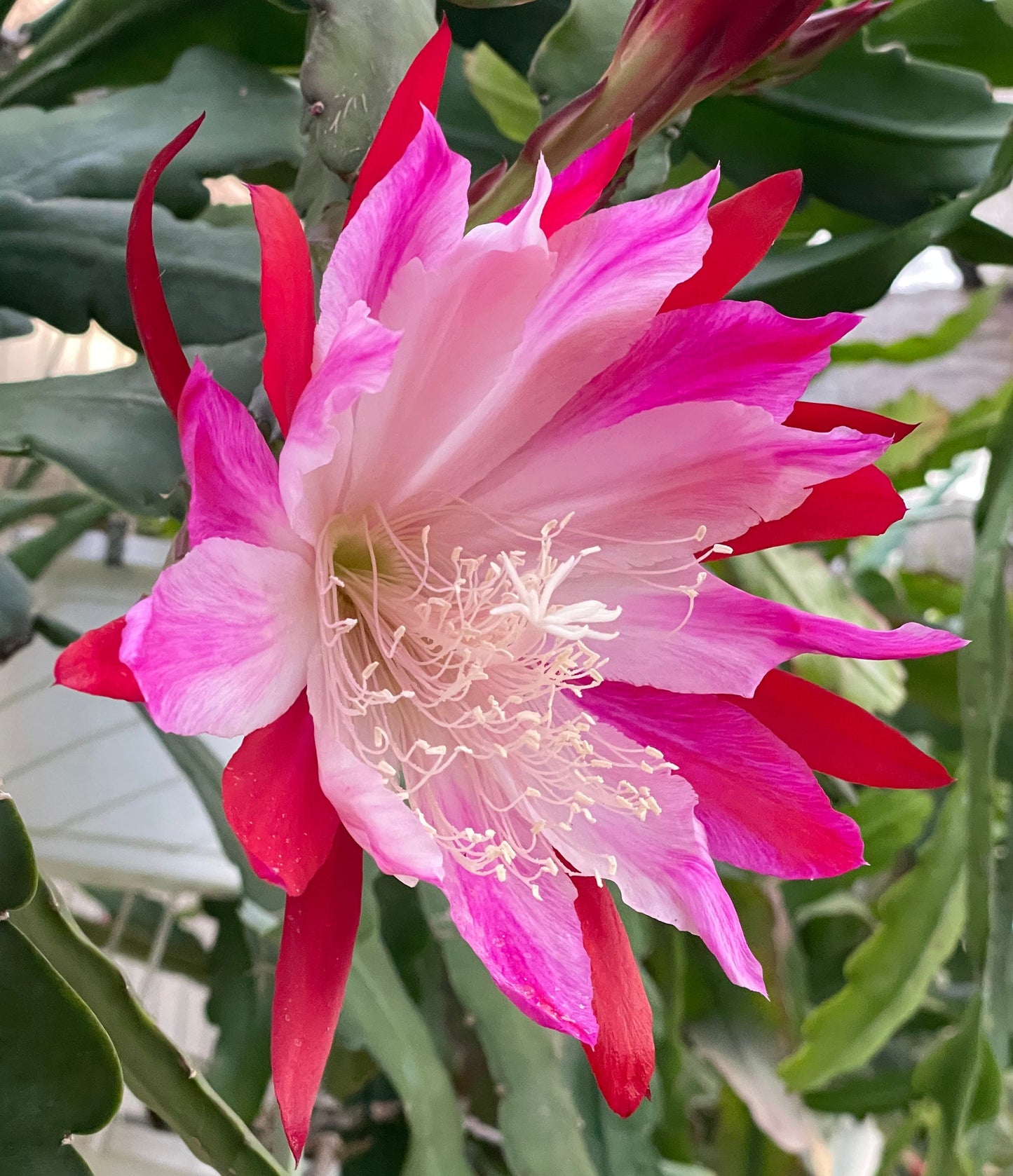 Epiphyllum Hybrid 'Wild Thing' In 3" Starter Pot - Fully - Rooted