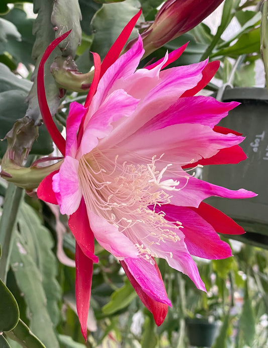 Epiphyllum Hybrid 'Wild Thing' In 3" Starter Pot - Fully - Rooted