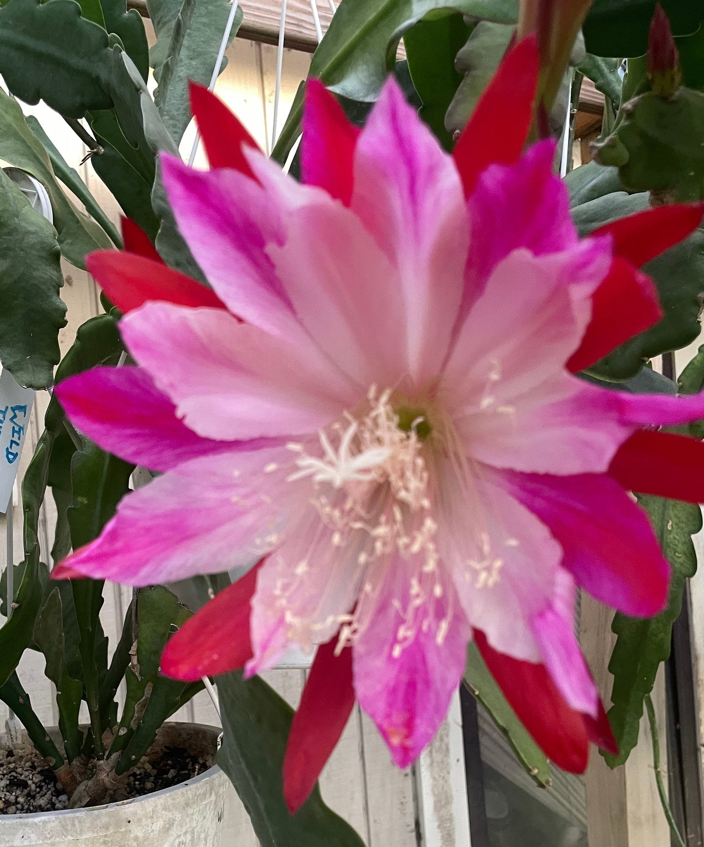 Epiphyllum Hybrid 'Wild Thing' In 3" Starter Pot - Fully - Rooted