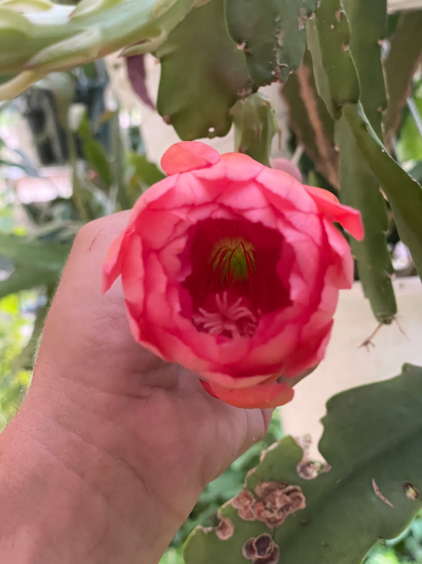 Epiphyllum Hybrid 'Ganesha' 3" Starter Pot - Fully-Rooted