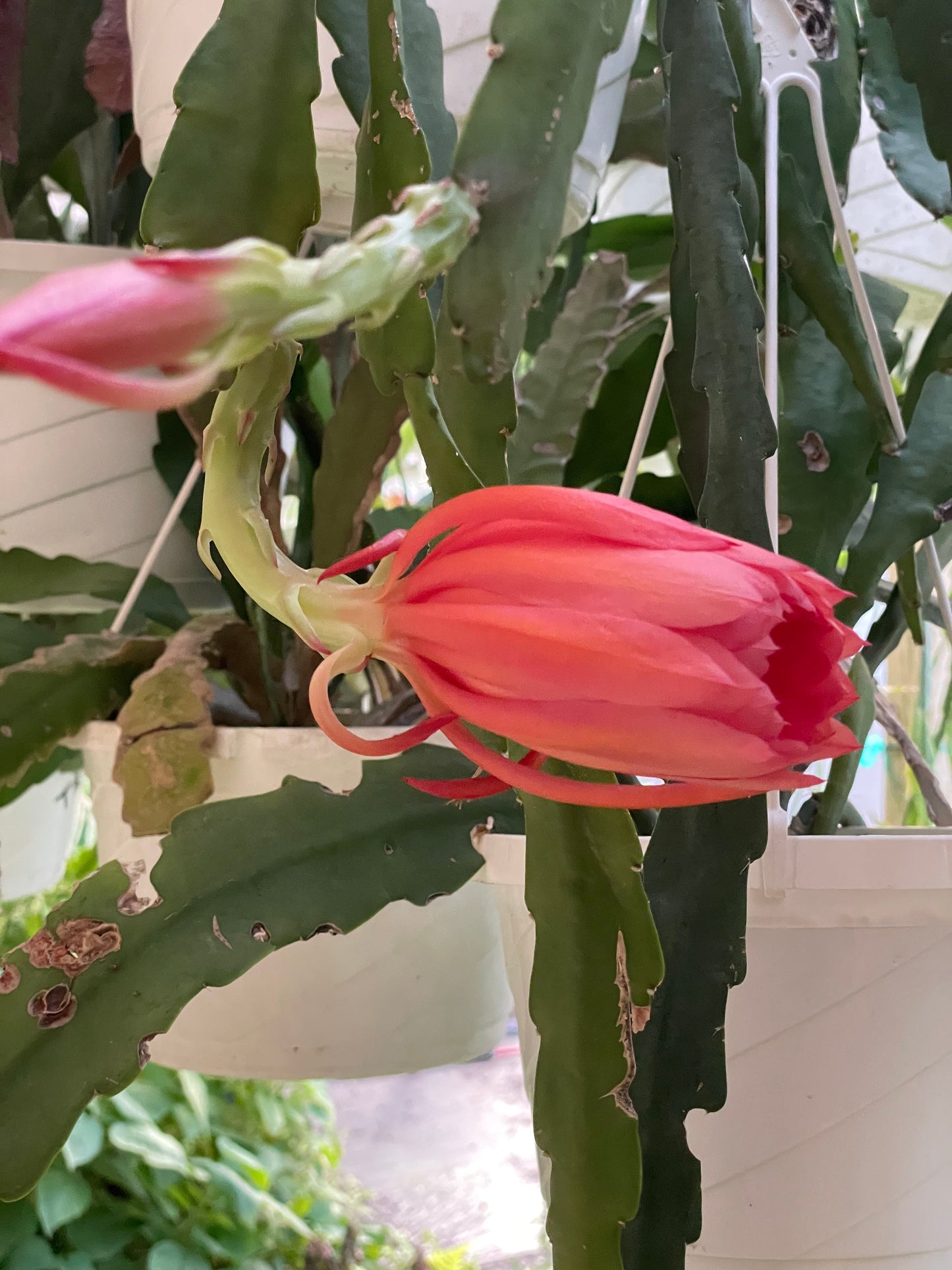Epiphyllum Hybrid 'Ganesha' 3" Starter Pot - Fully-Rooted
