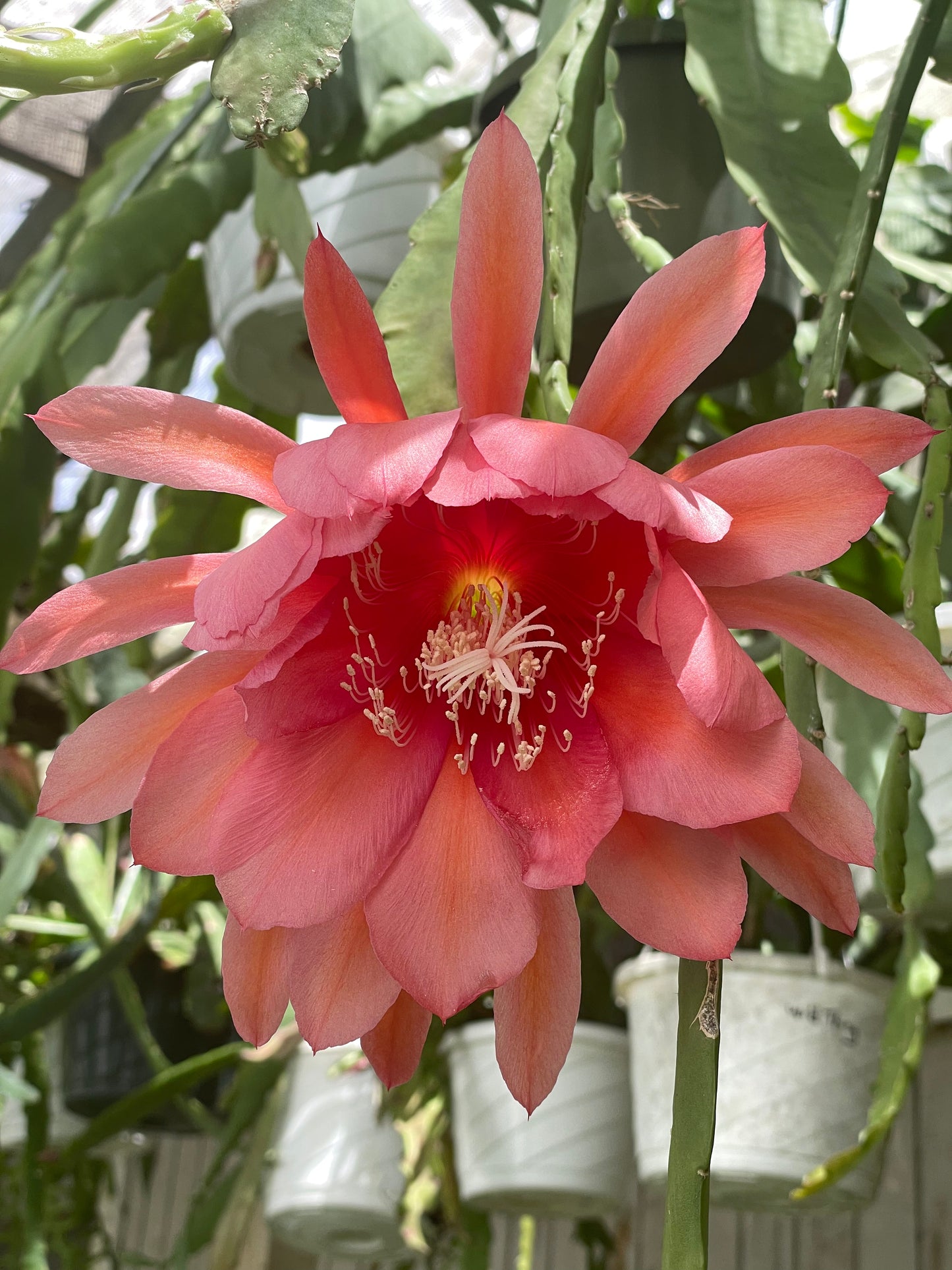 Epiphyllum Hybrid 'Ganesha' 3" Starter Pot - Fully-Rooted