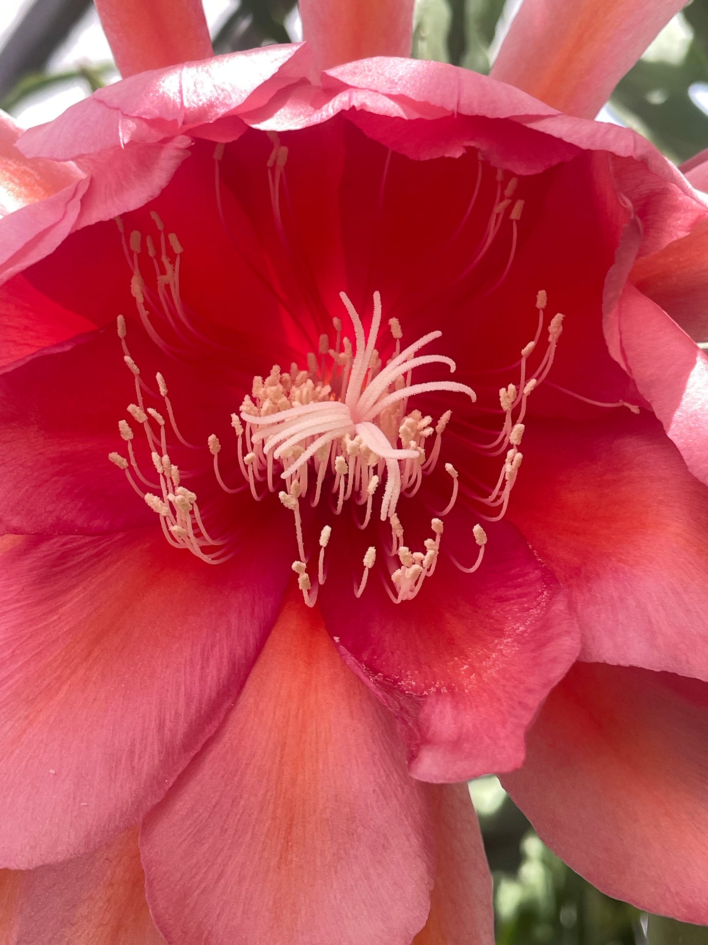 Epiphyllum Hybrid 'Ganesha' 3" Starter Pot - Fully-Rooted
