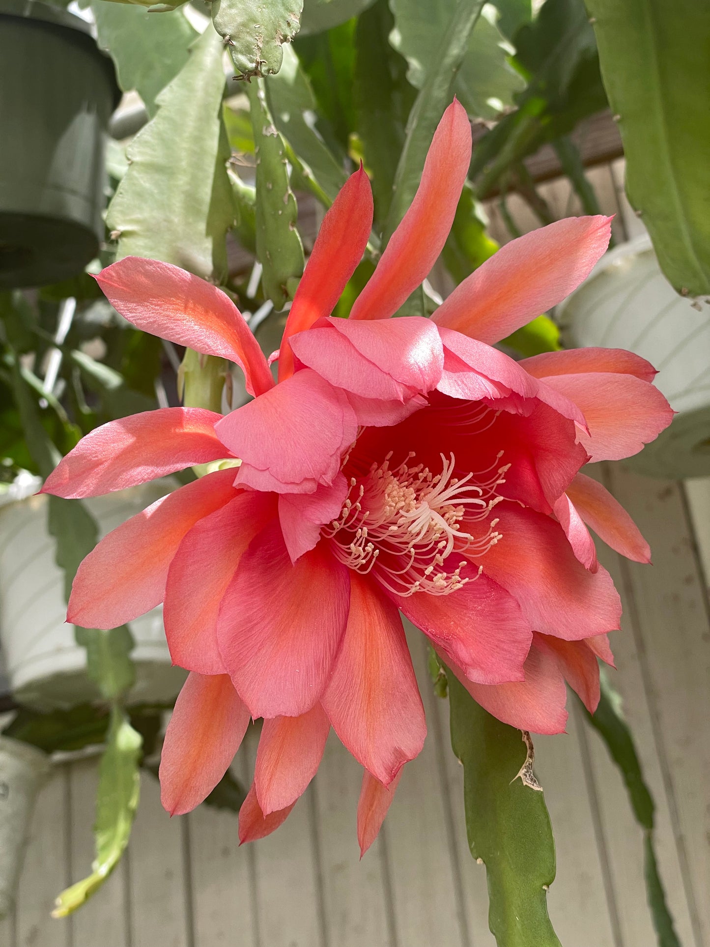 Epiphyllum Hybrid 'Ganesha' 3" Starter Pot - Fully-Rooted