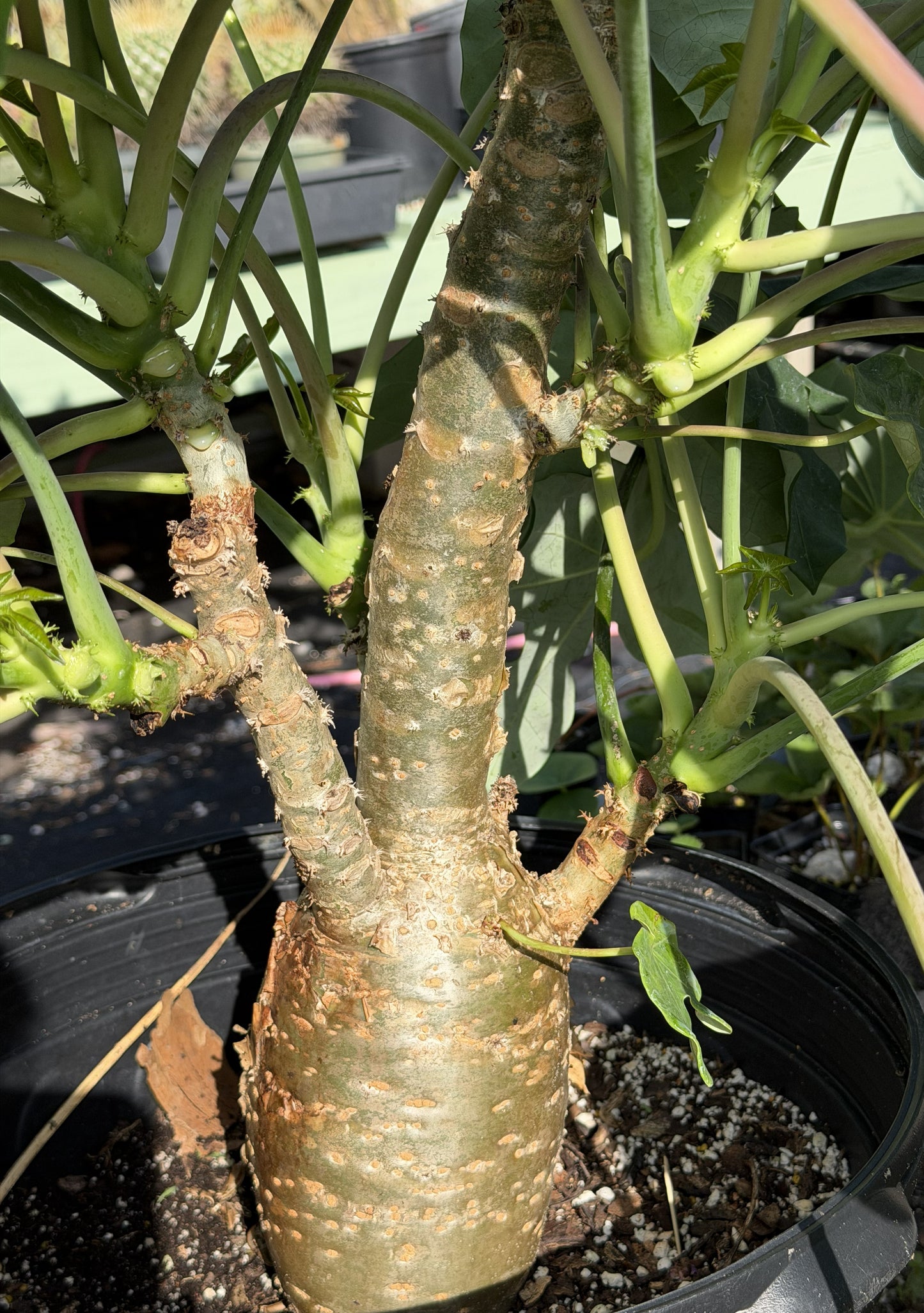 Jatropha, Buddha Belly - 3" Starter Pot - Jatropha Podagrica - Grows Caudex!