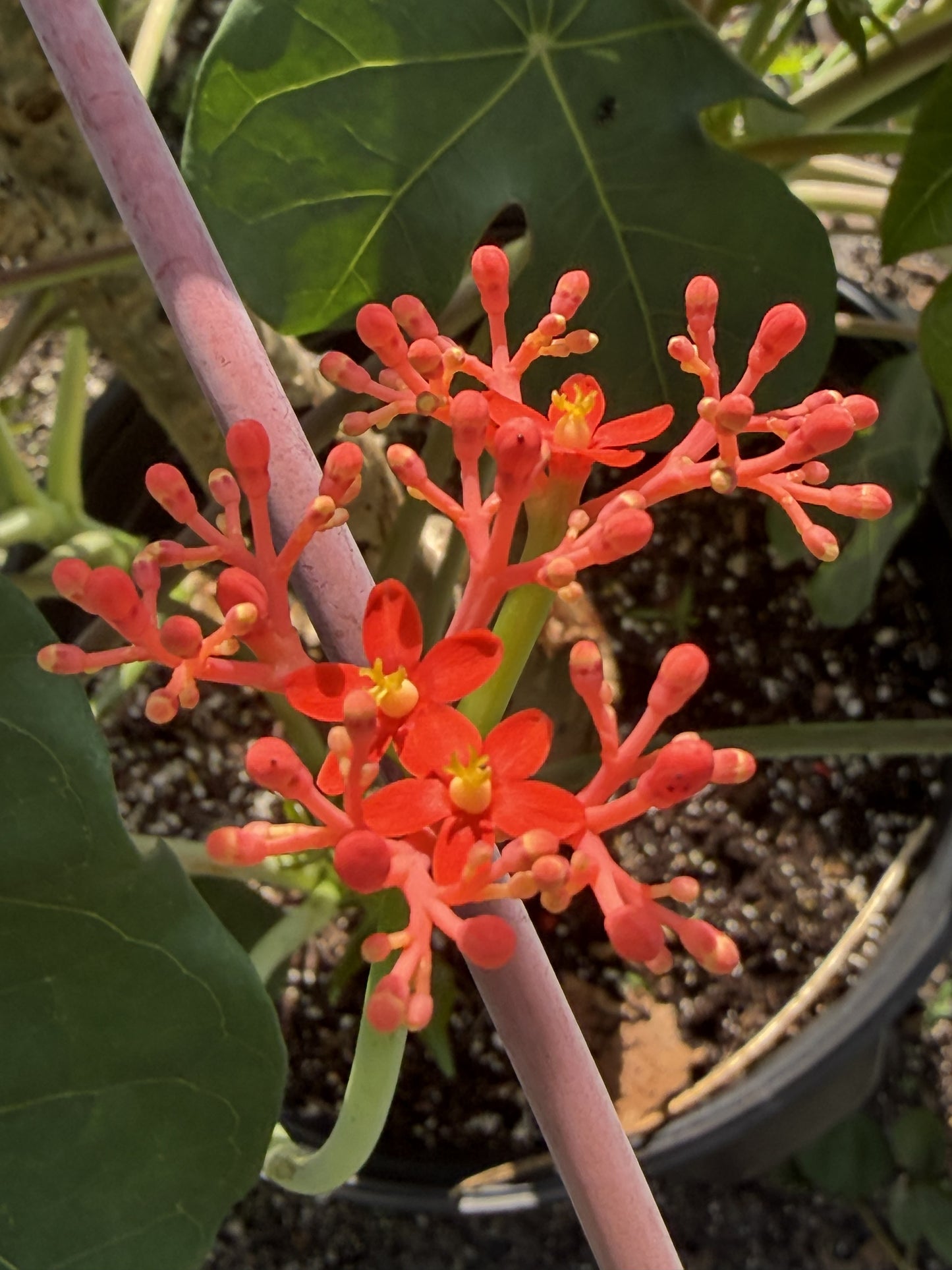 Jatropha, Buddha Belly - 3" Starter Pot - Jatropha Podagrica - Grows Caudex!