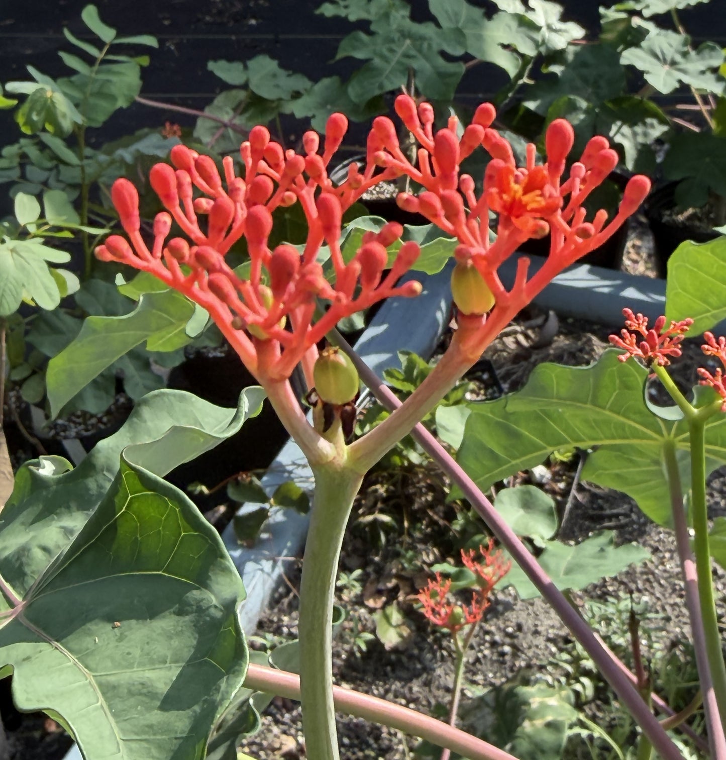 Jatropha, Buddha Belly - 3" Starter Pot - Jatropha Podagrica - Grows Caudex!