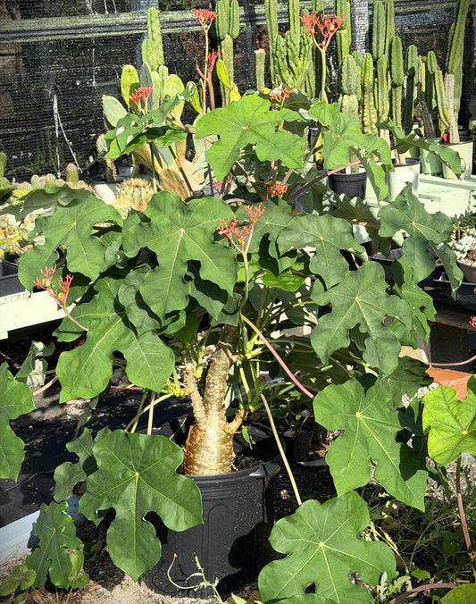 Jatropha, Buddha Belly - 3" Starter Pot - Jatropha Podagrica - Grows Caudex!