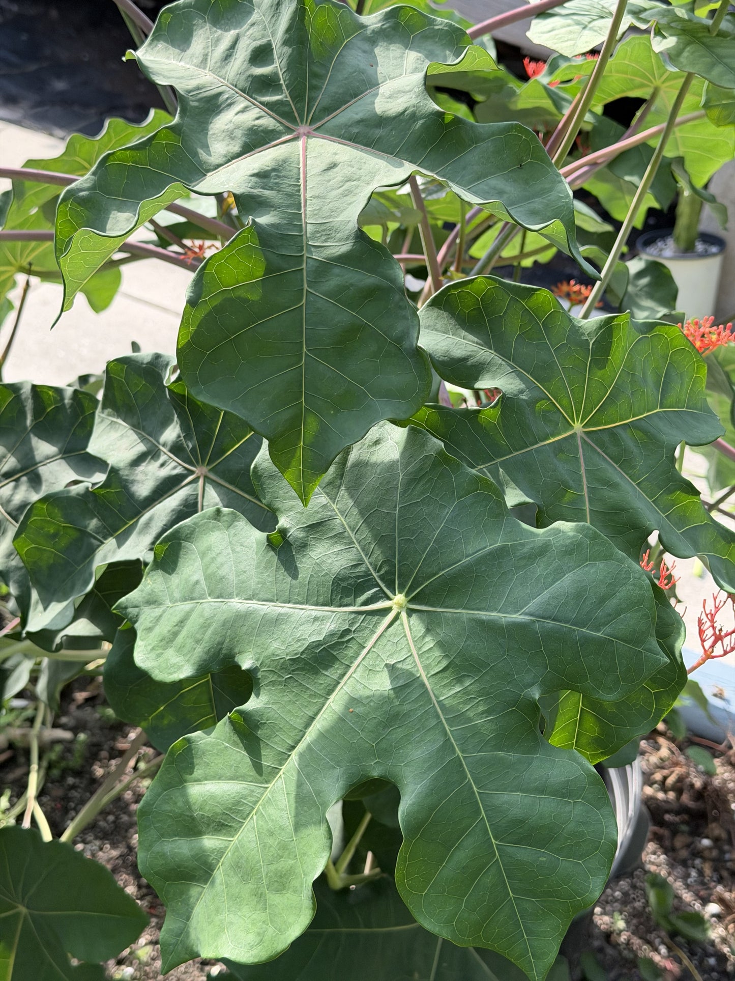 Jatropha, Buddha Belly - 3" Starter Pot - Jatropha Podagrica - Grows Caudex!