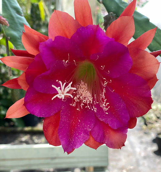 Epiphyllum Hybrid 'Appeal' Fully-Rooted Starter Pot - Grown In 3" Pot