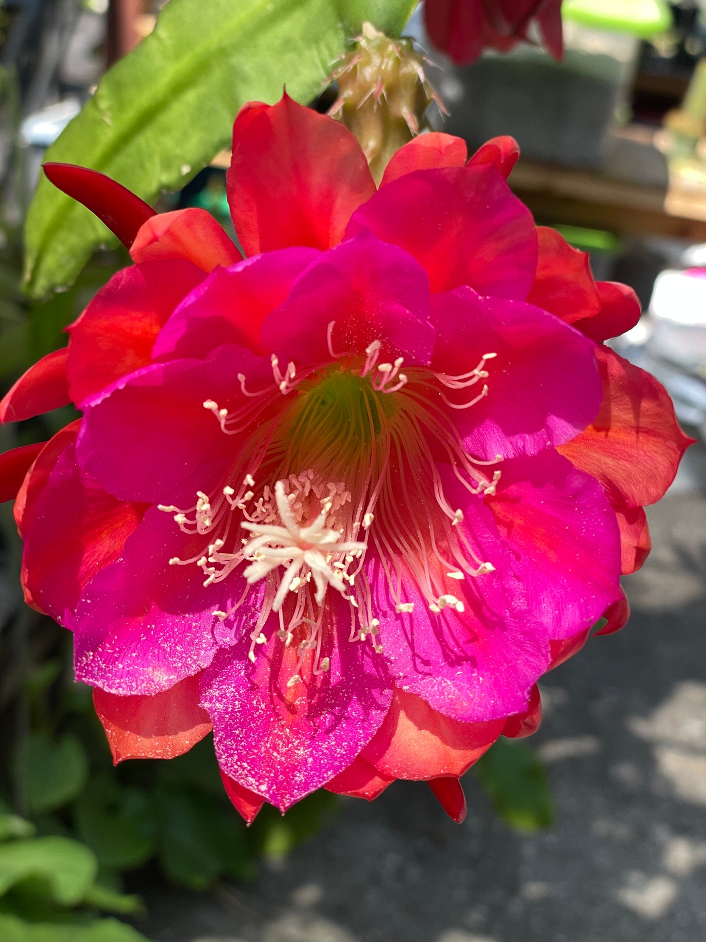 Epiphyllum Hybrid 'Appeal' Fully-Rooted Starter Pot - Grown In 3" Pot