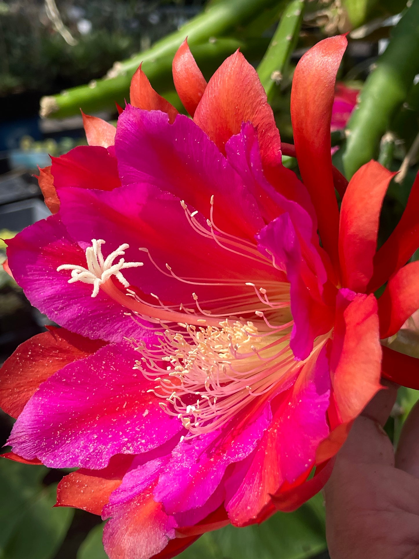 Epiphyllum Hybrid 'Appeal' Fully-Rooted Starter Pot - Grown In 3" Pot