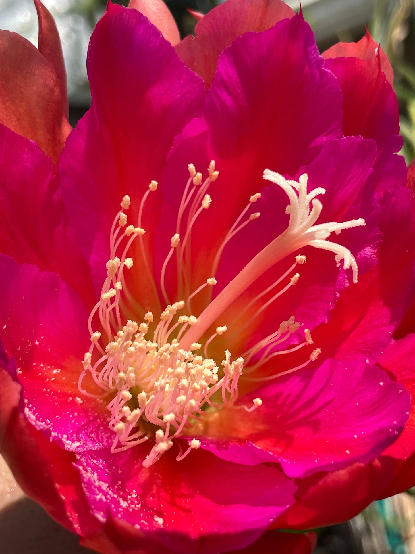 Epiphyllum Hybrid 'Appeal' Fully-Rooted Starter Pot - Grown In 3" Pot