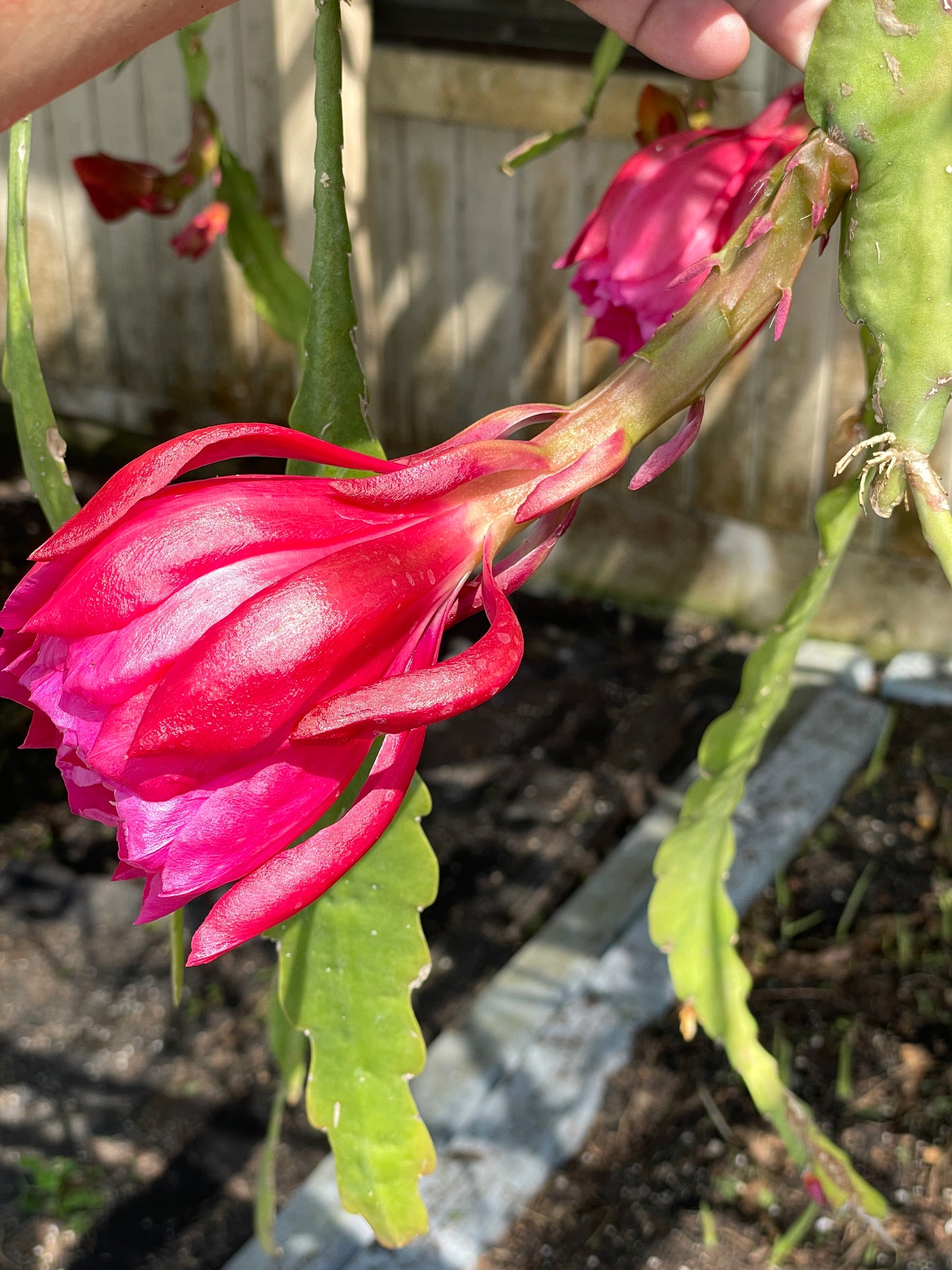 Epiphyllum Hybrid 'Zona Rosa' In 3" Starter Pot - Fully-Rooted
