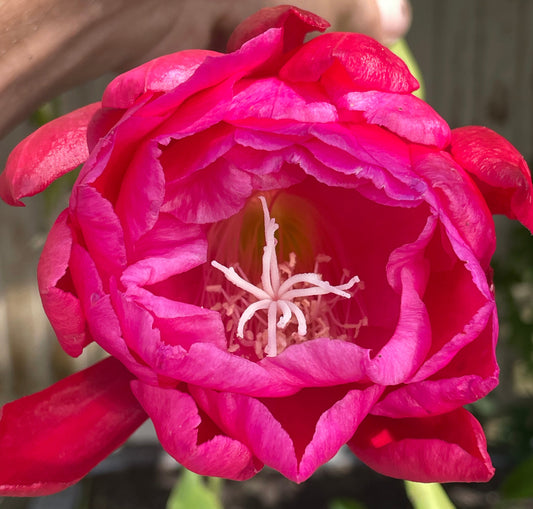 Epiphyllum Hybrid 'Zona Rosa' In 3" Starter Pot - Fully-Rooted