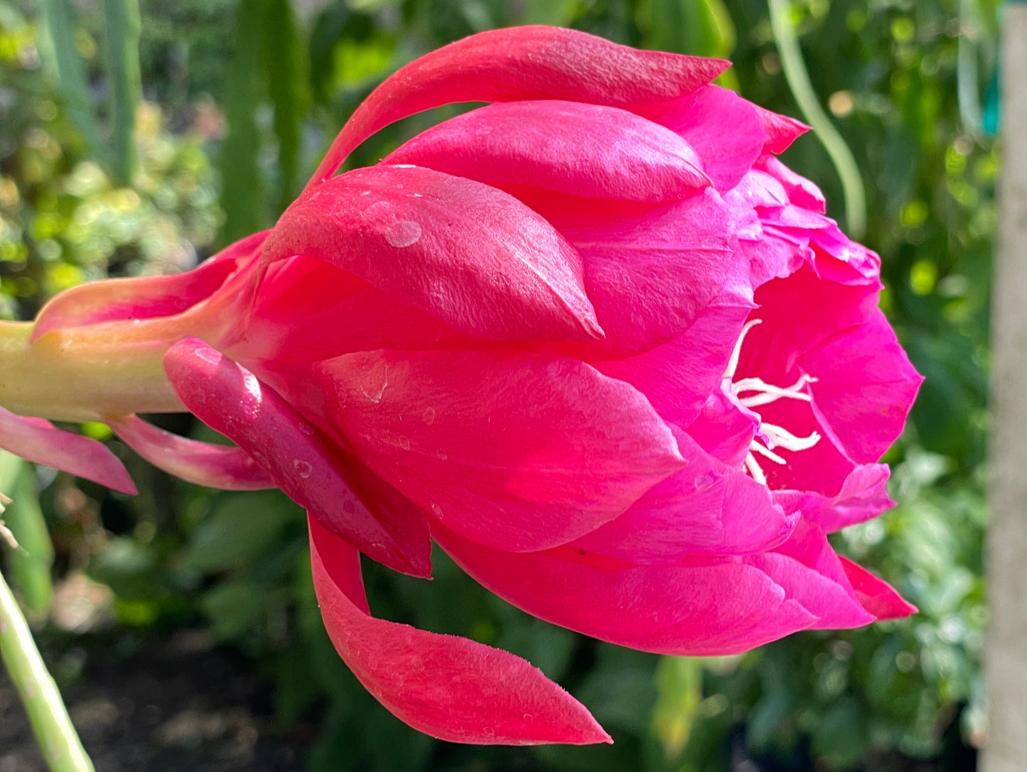 Epiphyllum Hybrid 'Zona Rosa' In 3" Starter Pot - Fully-Rooted