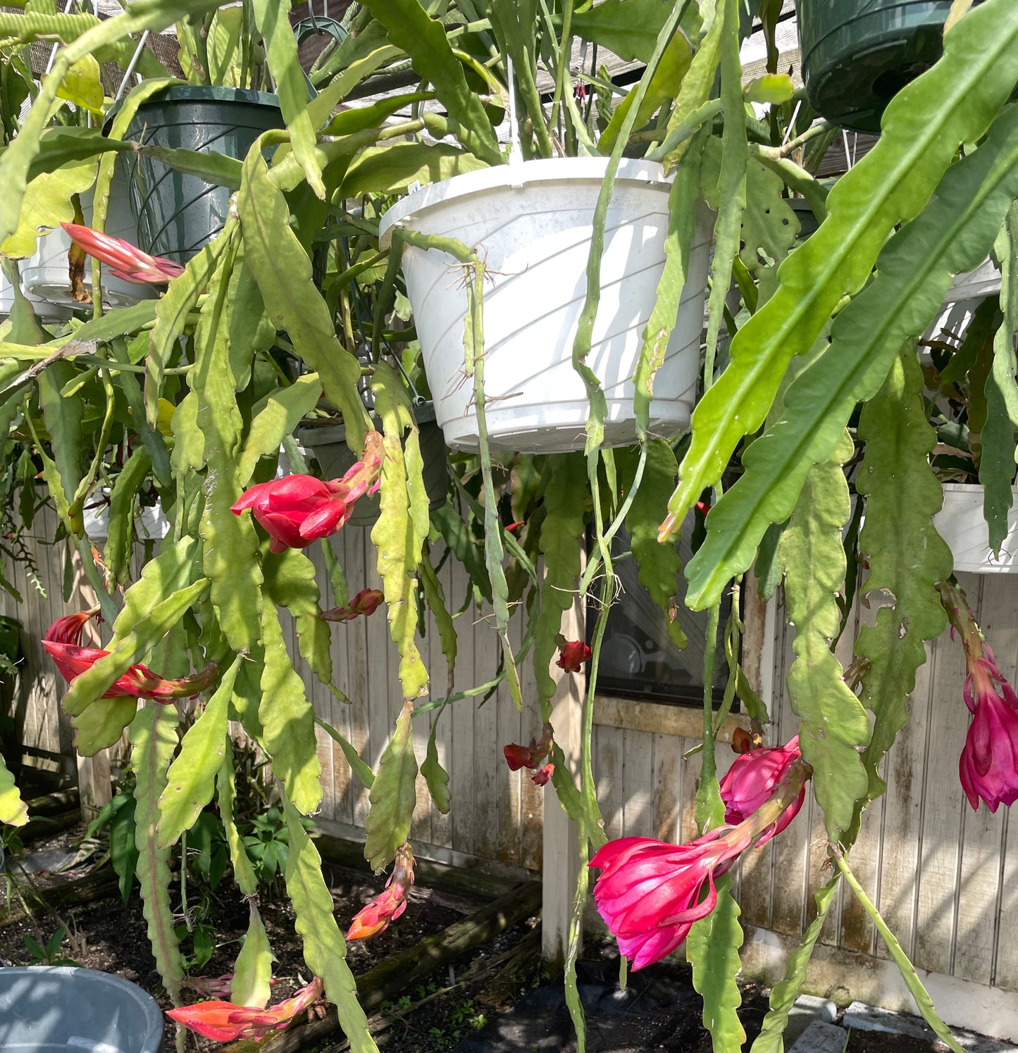 Epiphyllum Hybrid 'Zona Rosa' In 3" Starter Pot - Fully-Rooted