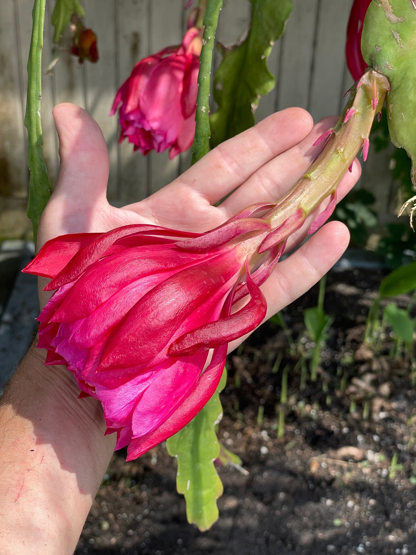 Epiphyllum Hybrid 'Zona Rosa' In 3" Starter Pot - Fully-Rooted