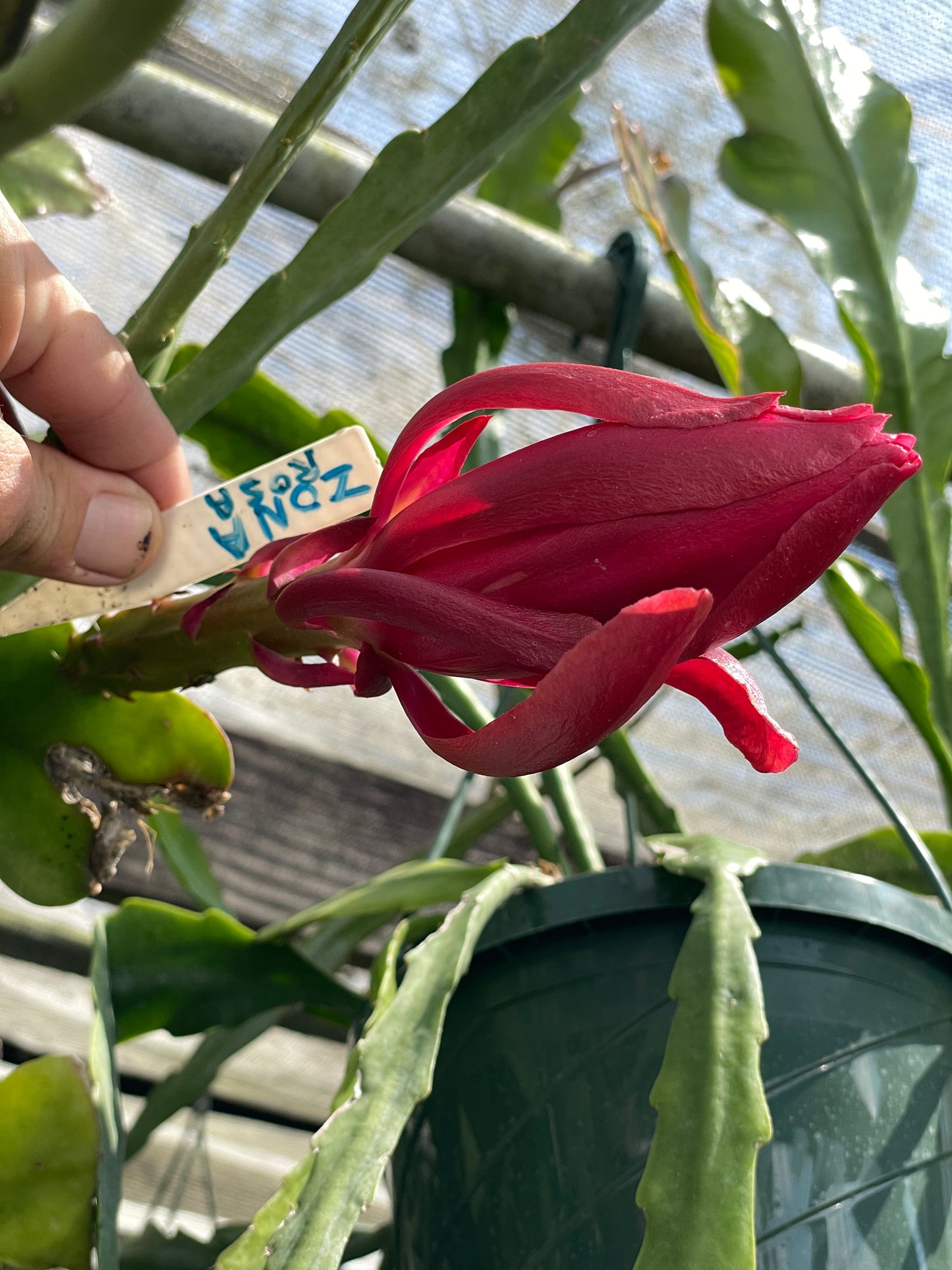 Epiphyllum Hybrid 'Zona Rosa' In 3" Starter Pot - Fully-Rooted