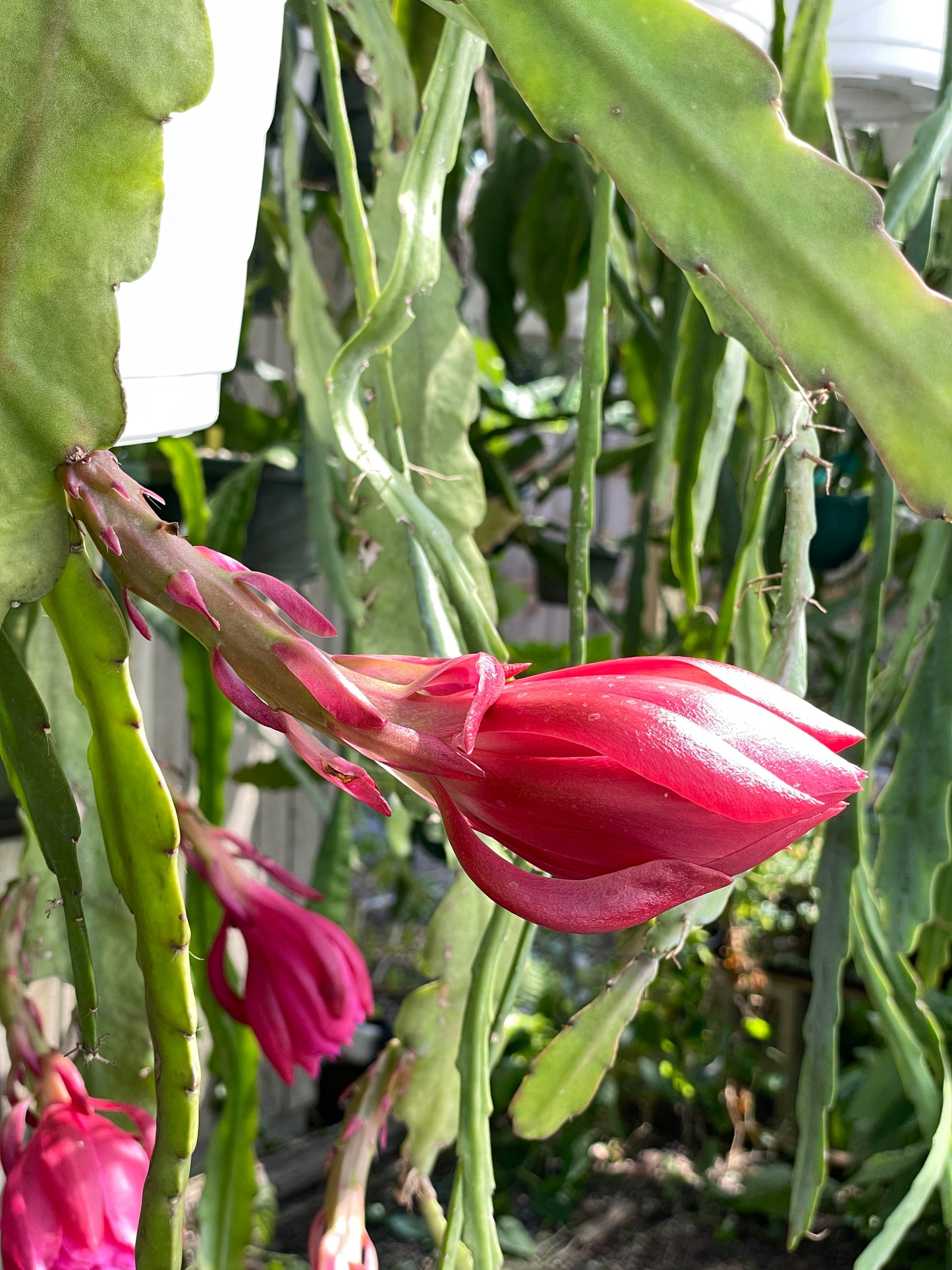 Epiphyllum Hybrid 'Zona Rosa' In 3" Starter Pot - Fully-Rooted