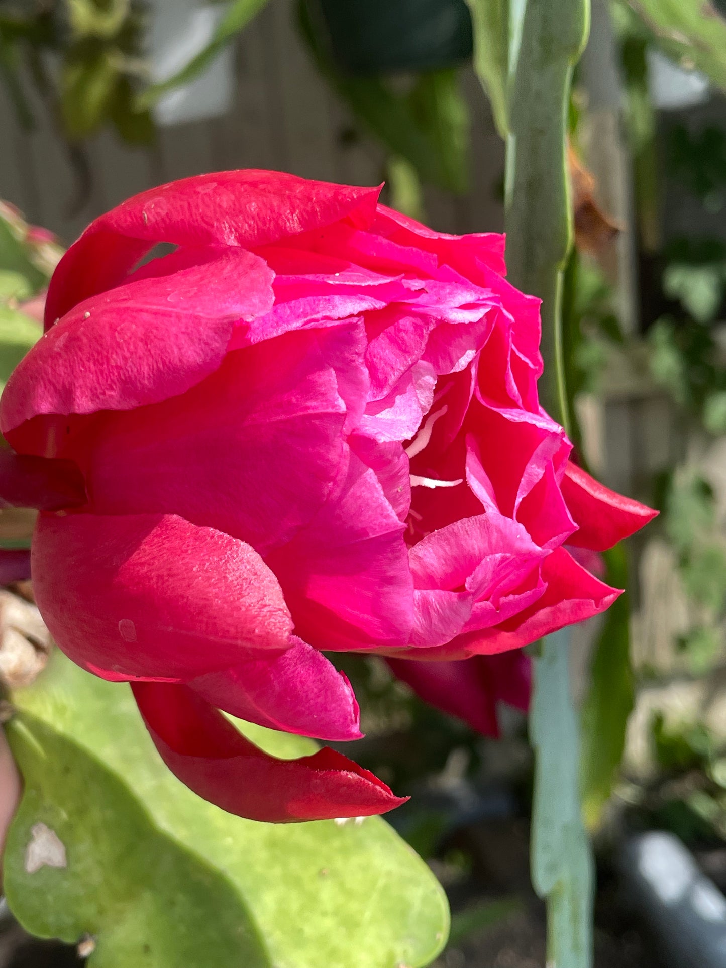 Epiphyllum Hybrid 'Zona Rosa' In 3" Starter Pot - Fully-Rooted