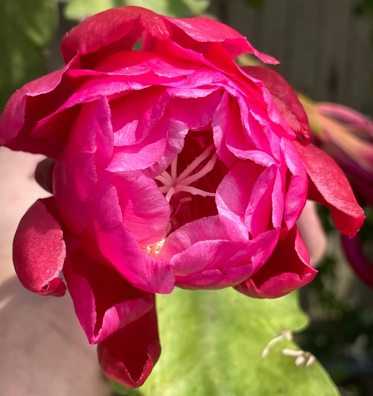 Epiphyllum Hybrid 'Zona Rosa' In 3" Starter Pot - Fully-Rooted