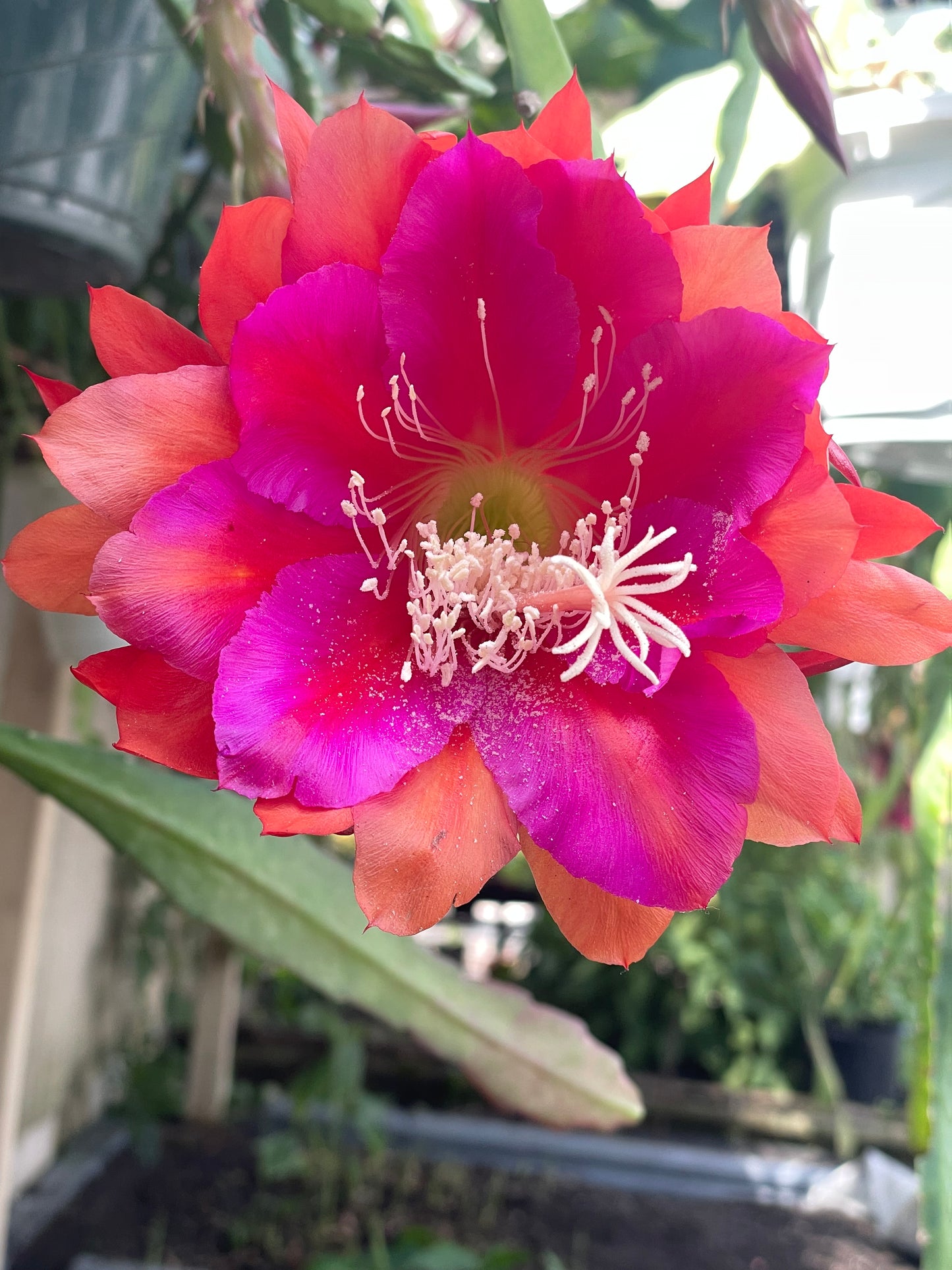 Epiphyllum Hybrid 'Appeal' Fully-Rooted Starter Pot - Grown In 3" Pot